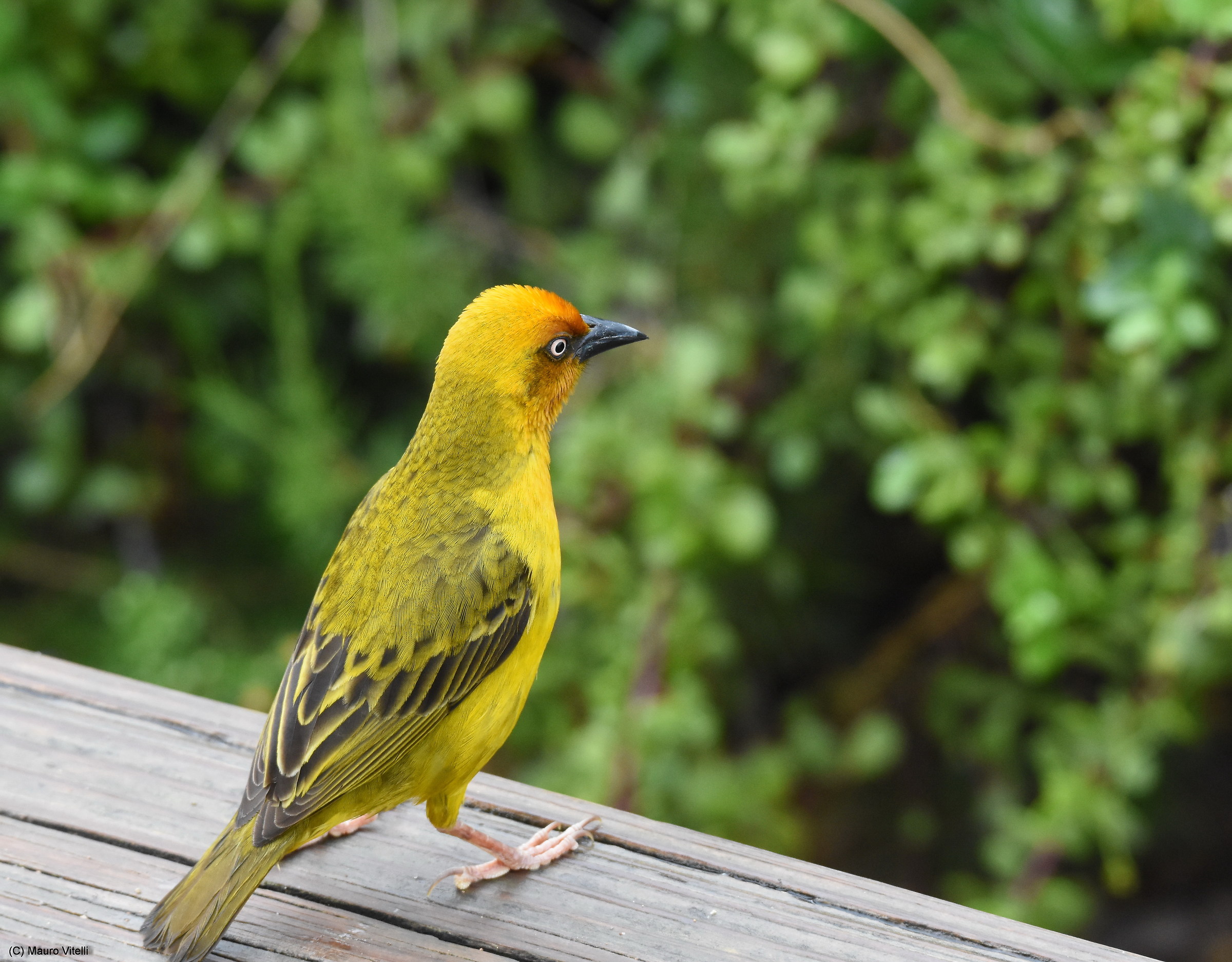 Cape Weaver (Ploceus capensis)