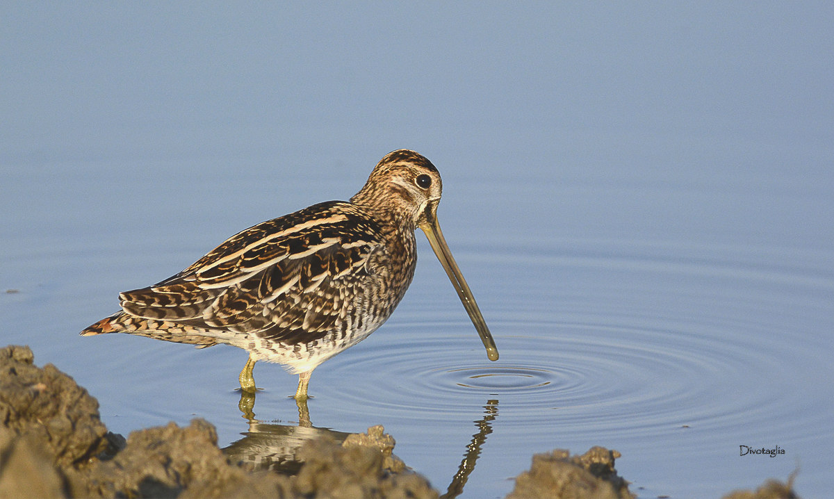 Common Snipe (Gallinago gallinago)