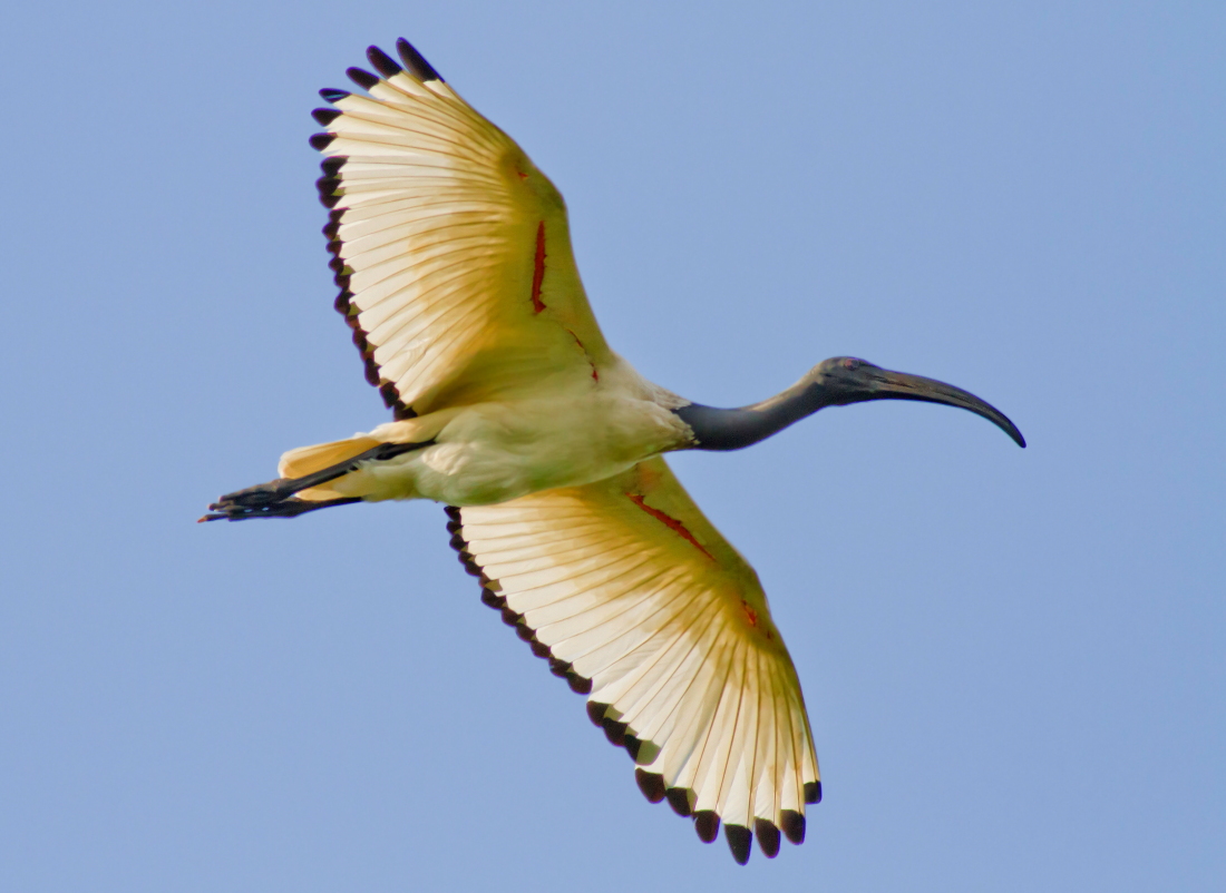 Ibis Sacro In volo