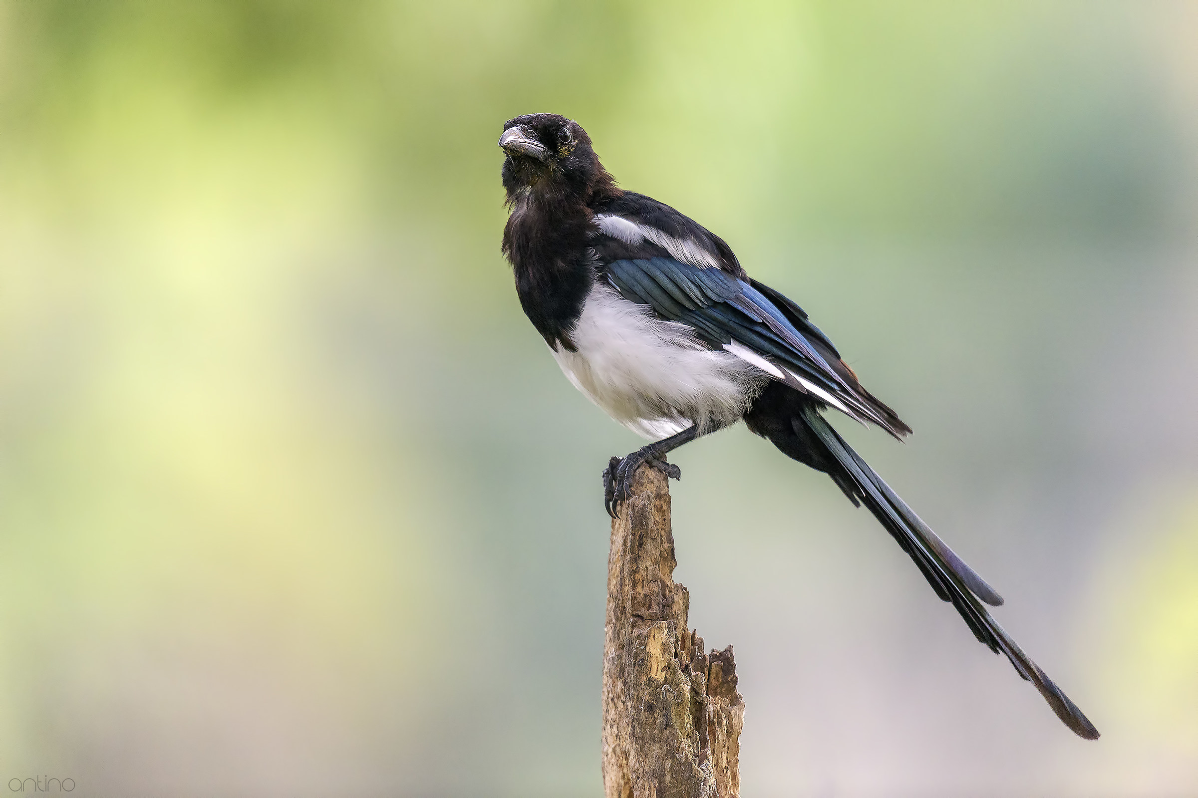 young magpie