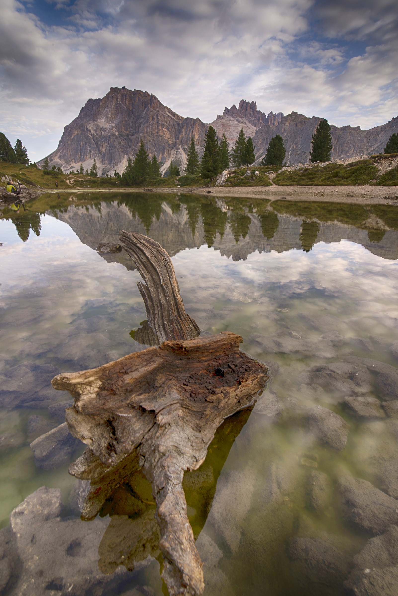 The solitary trunk ..