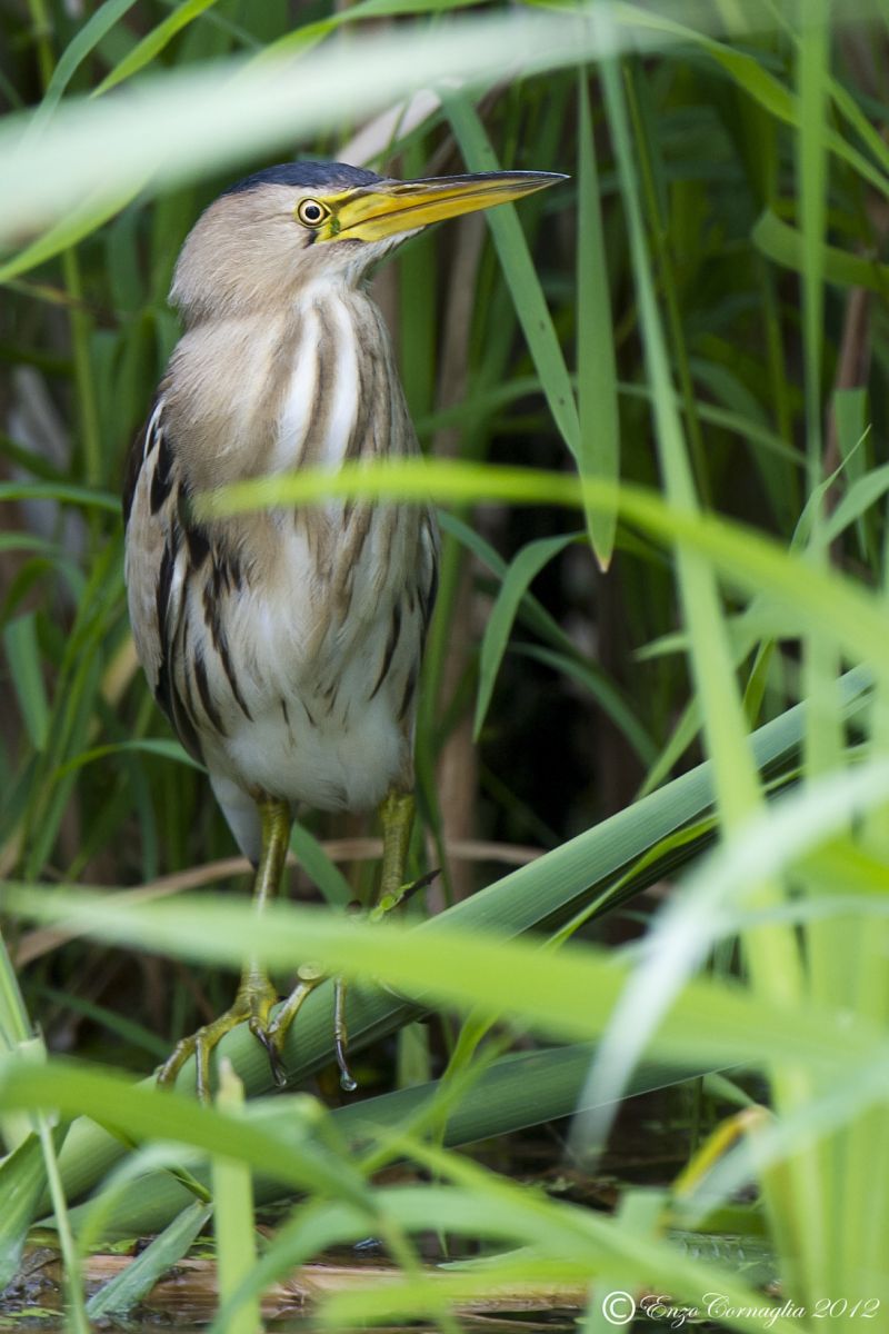 Bittern
