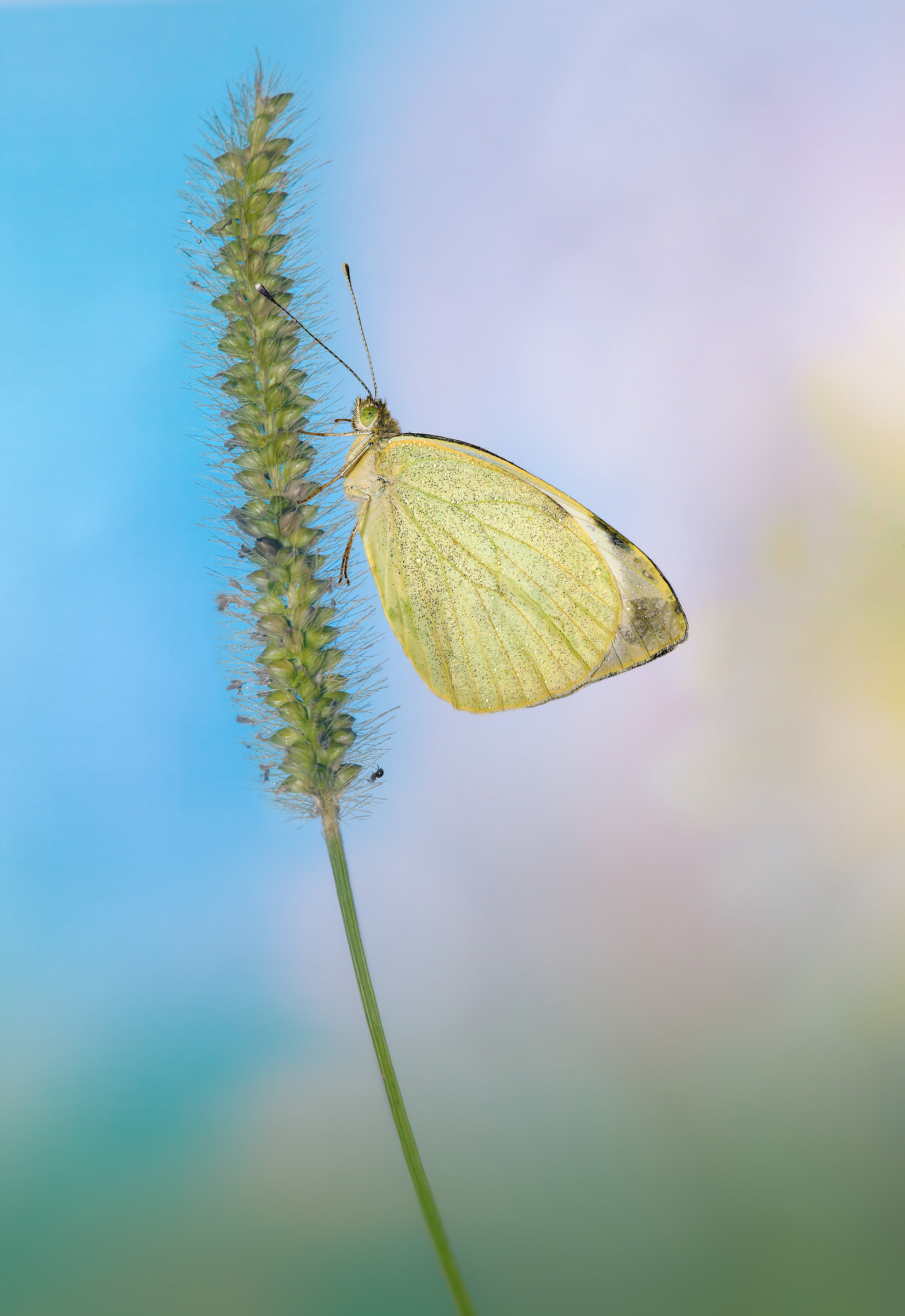 Pieris Napi - La farfalla ed il ragno