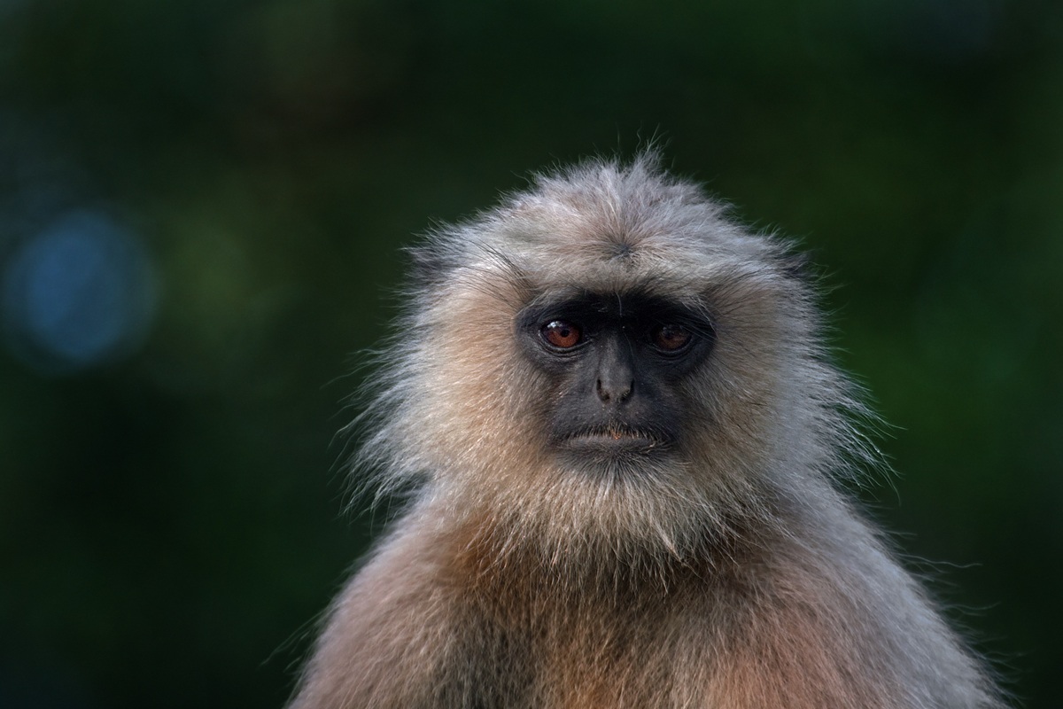 Langur