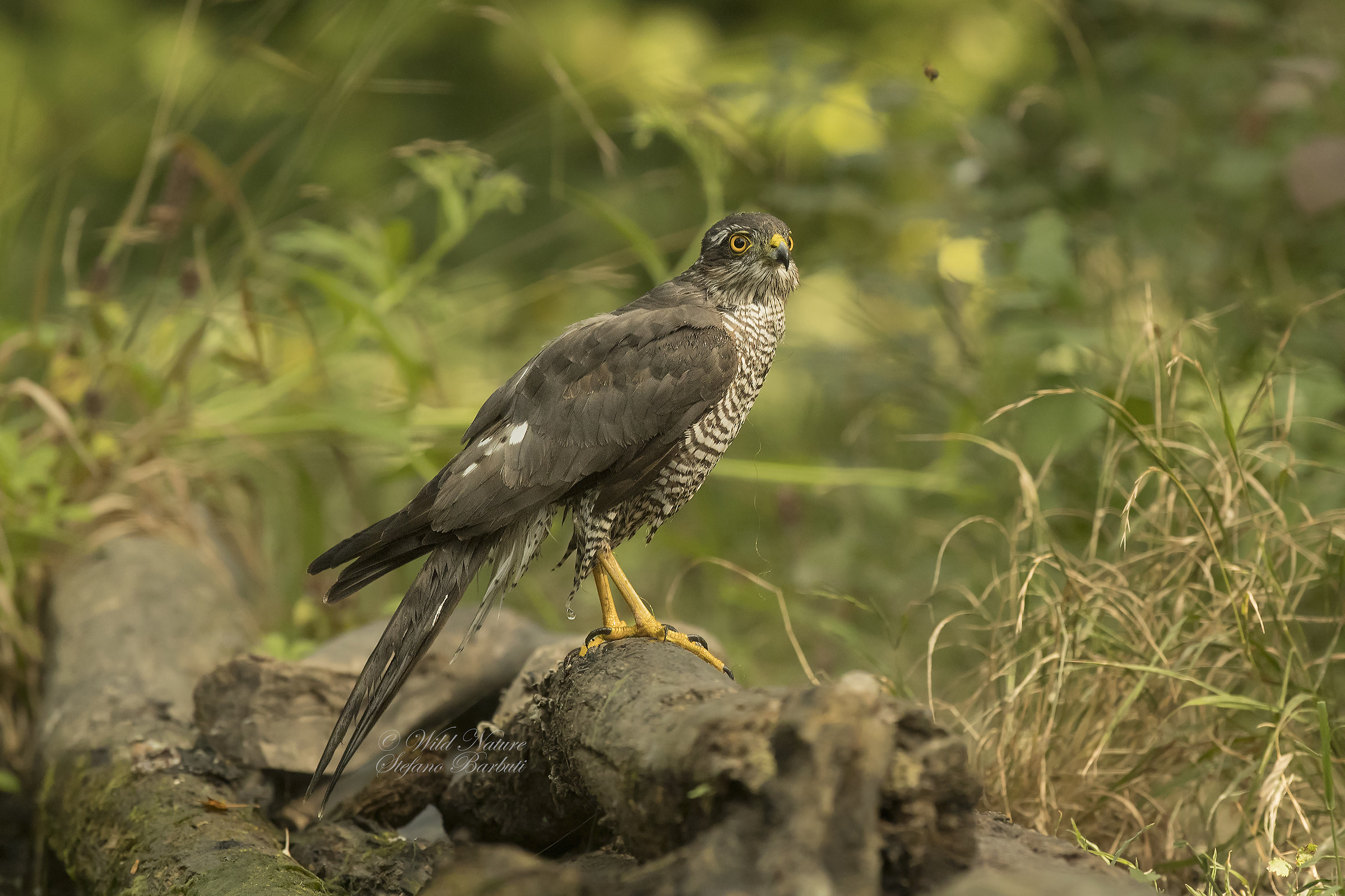 Un piacevole incontro...