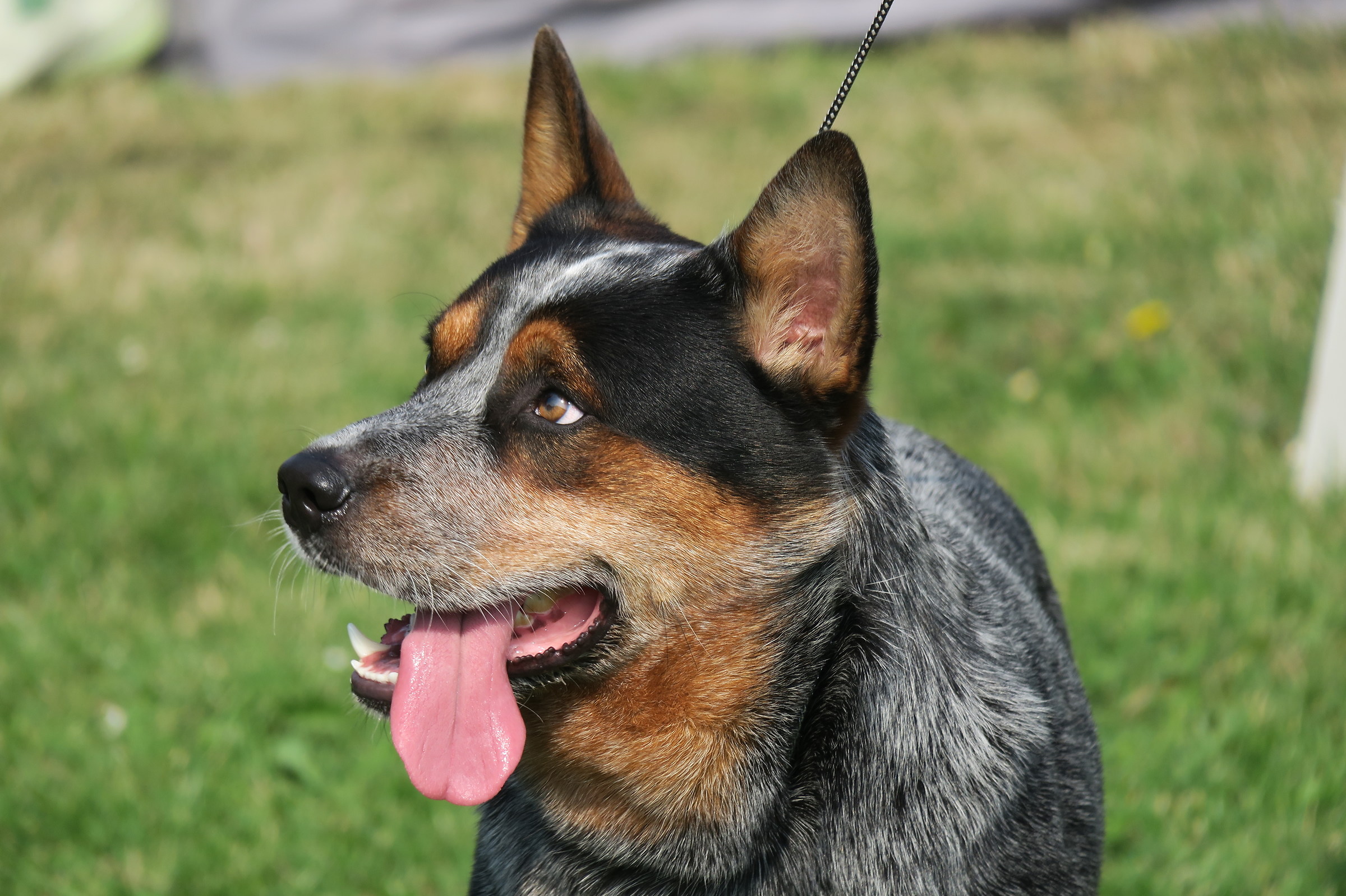 ACD