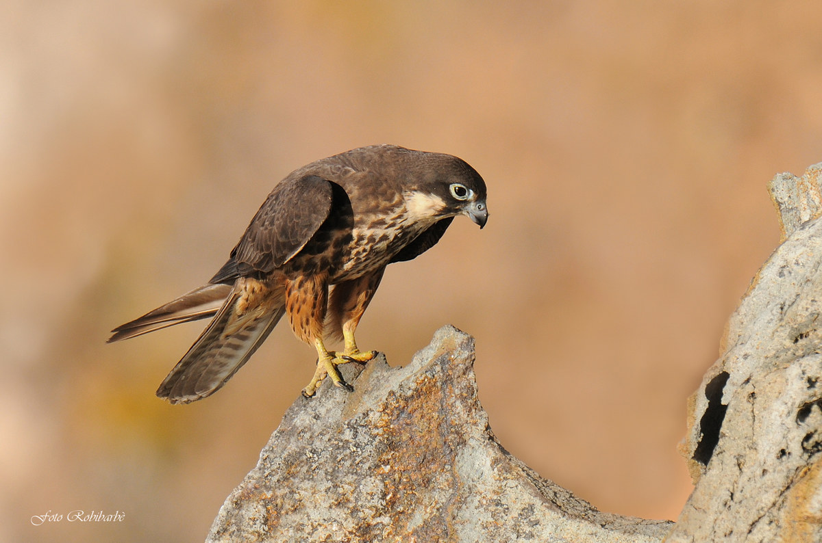 La Regina s'inchina....