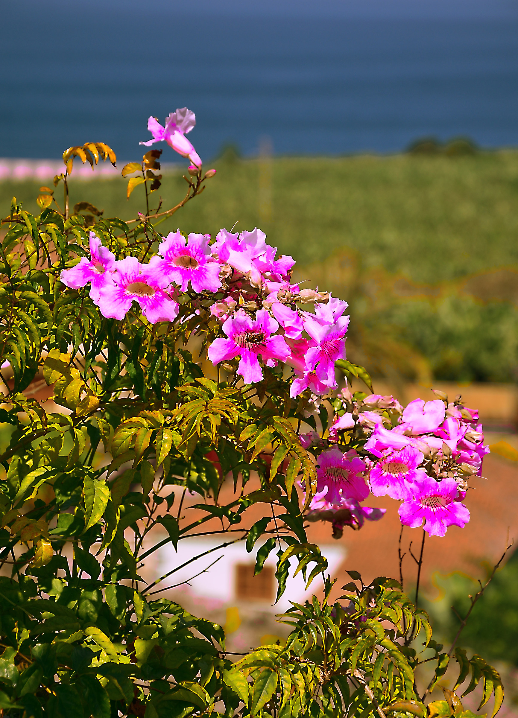 Fiori davanti al mare!!