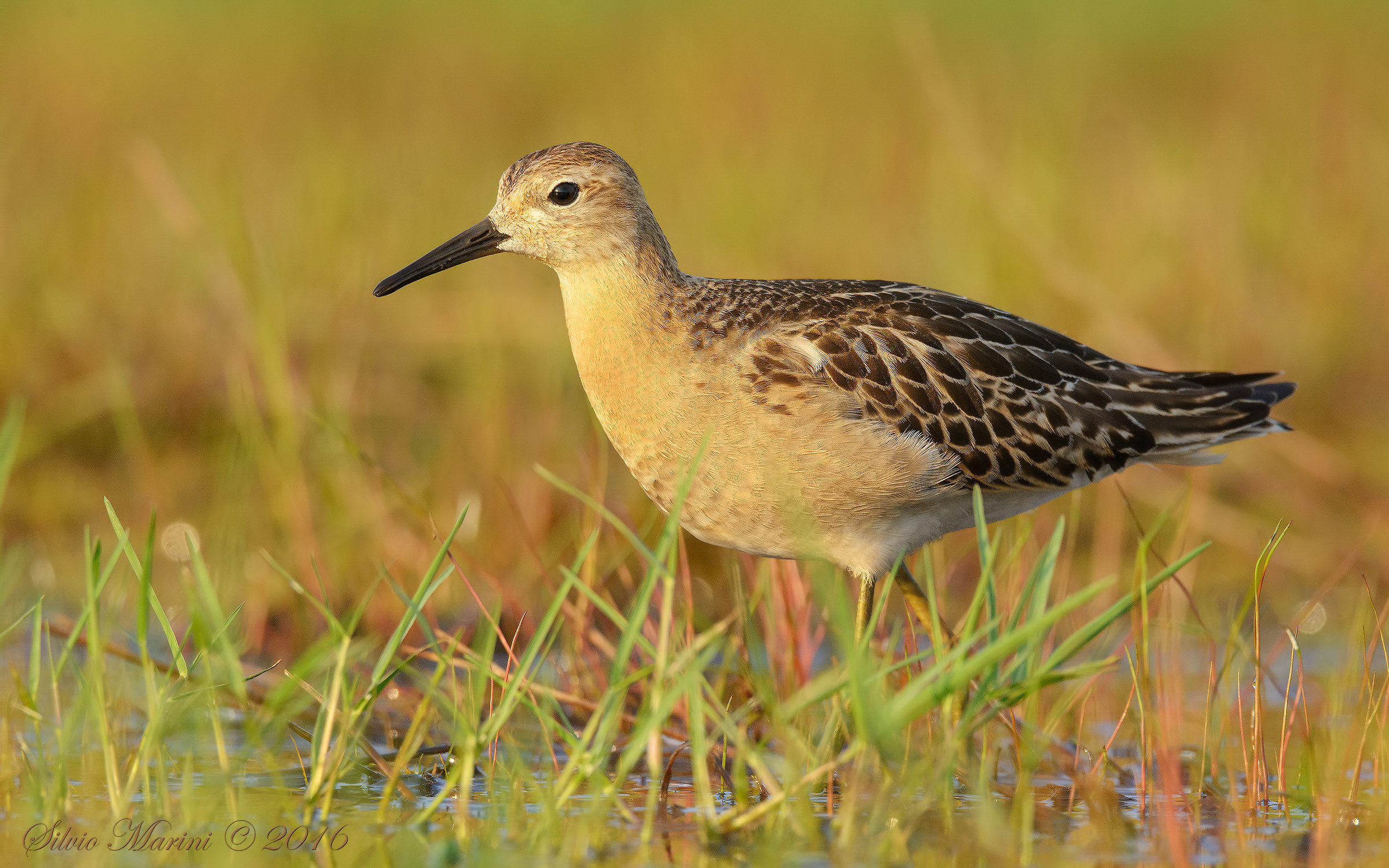 Combattente ( Philomachus pugnax)