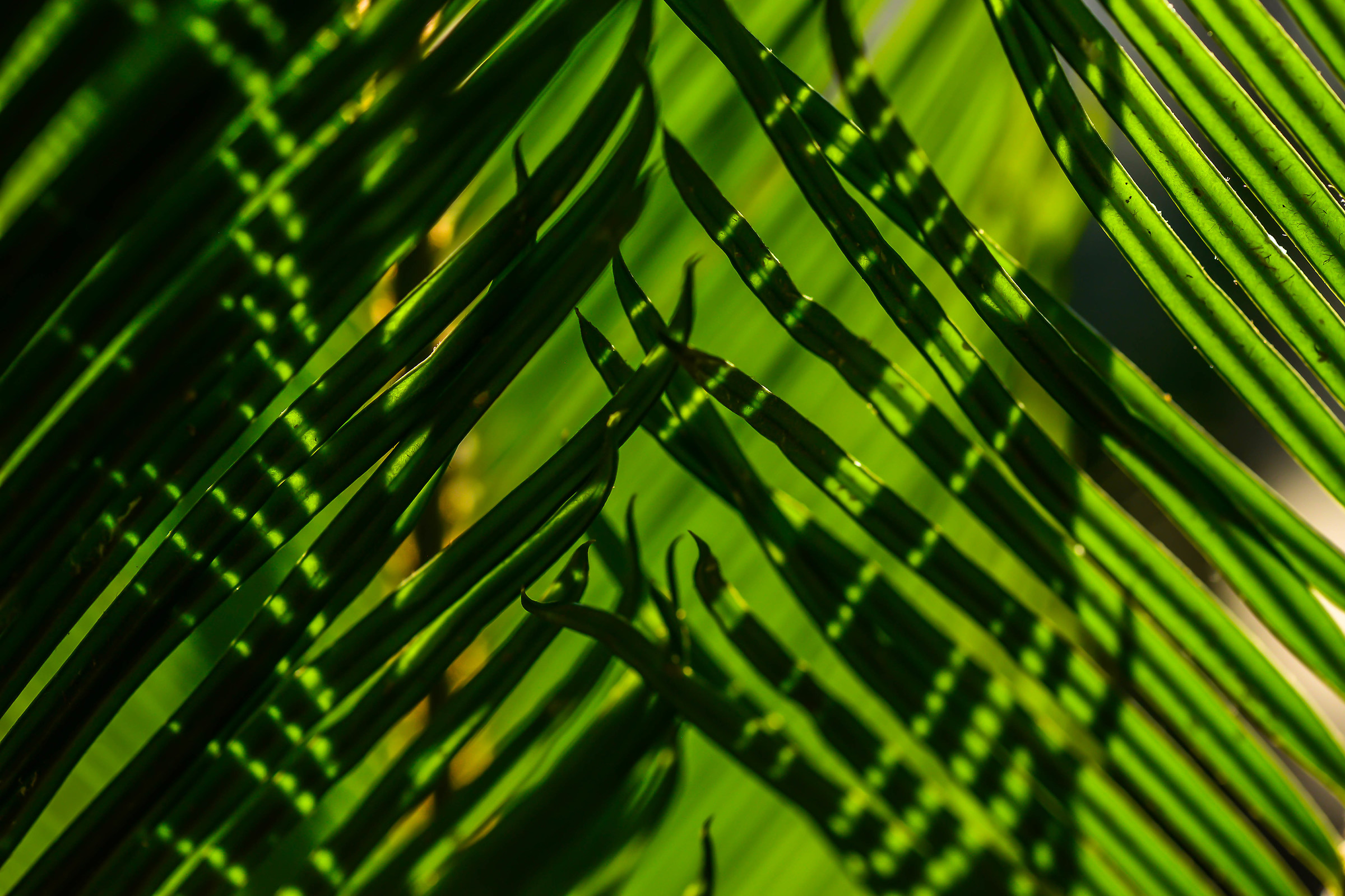 Crossing Lines in Green