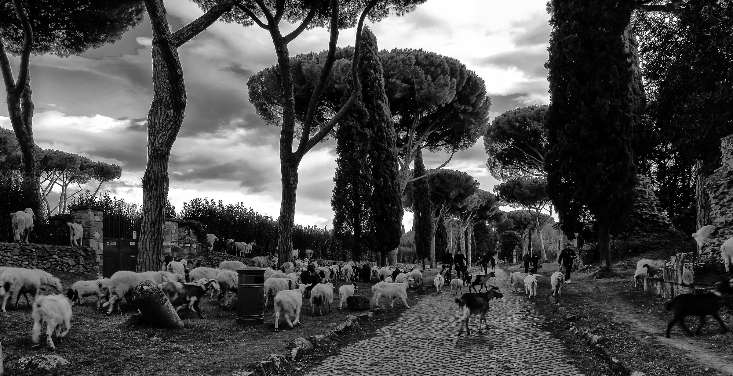 Ancient Appian Sheep and Pedestrians
