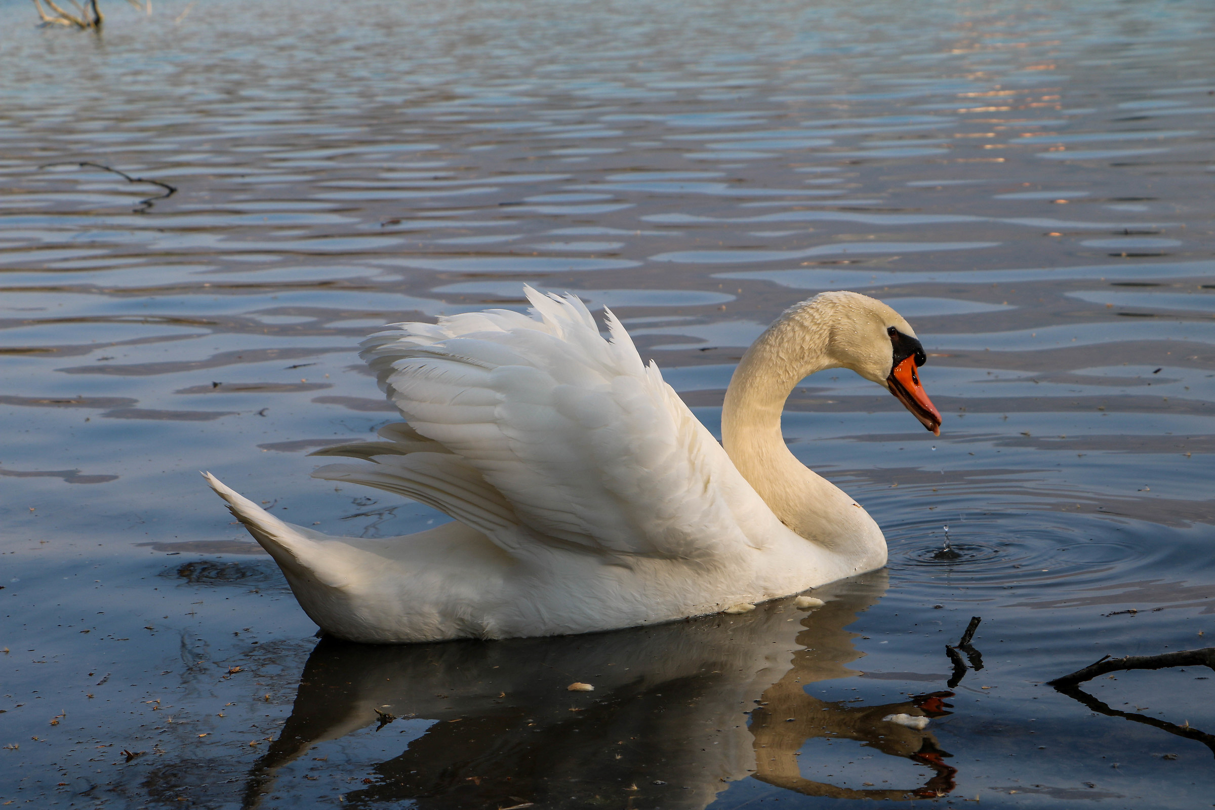 Swan