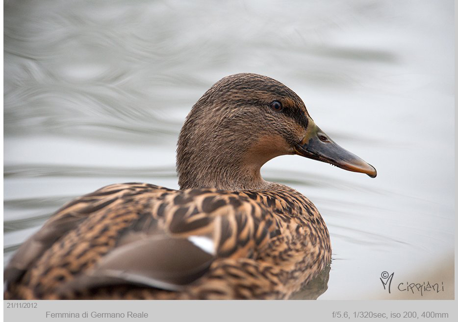 Female Mallard