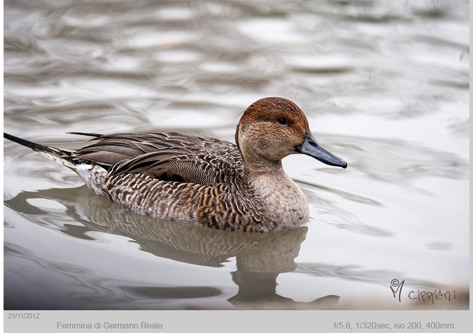 Female Pintail