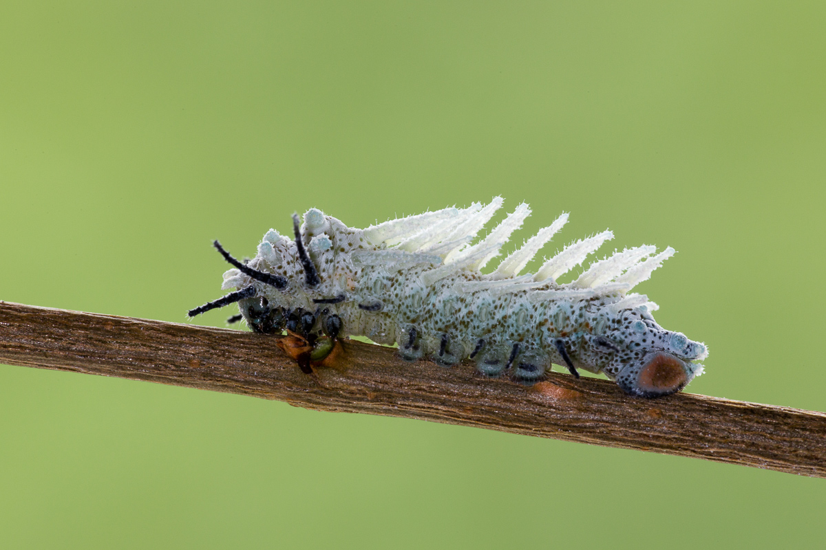 Falena cobra (Attacus atlas) - bruco al quarto stadio