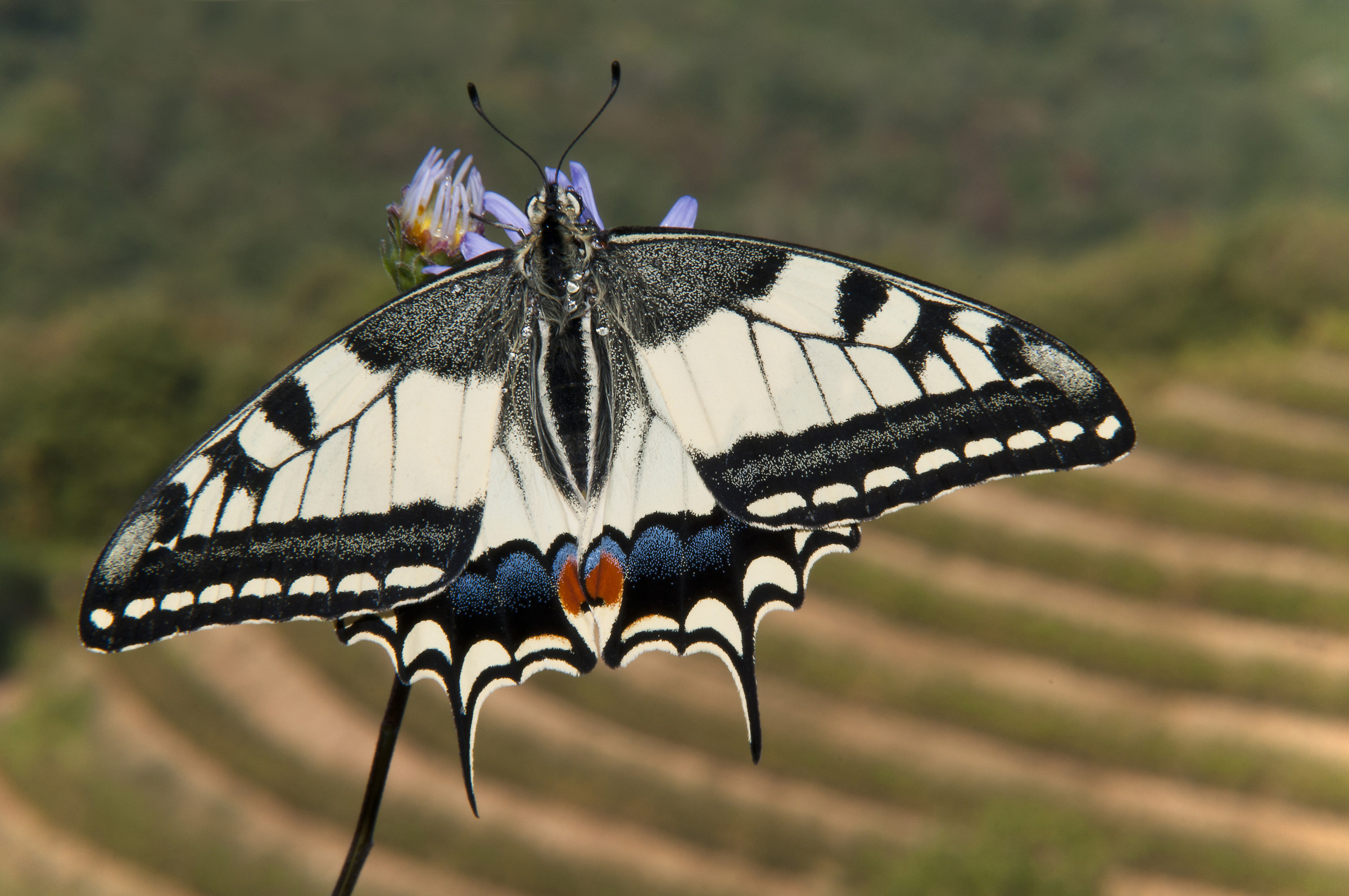 swallowtail
