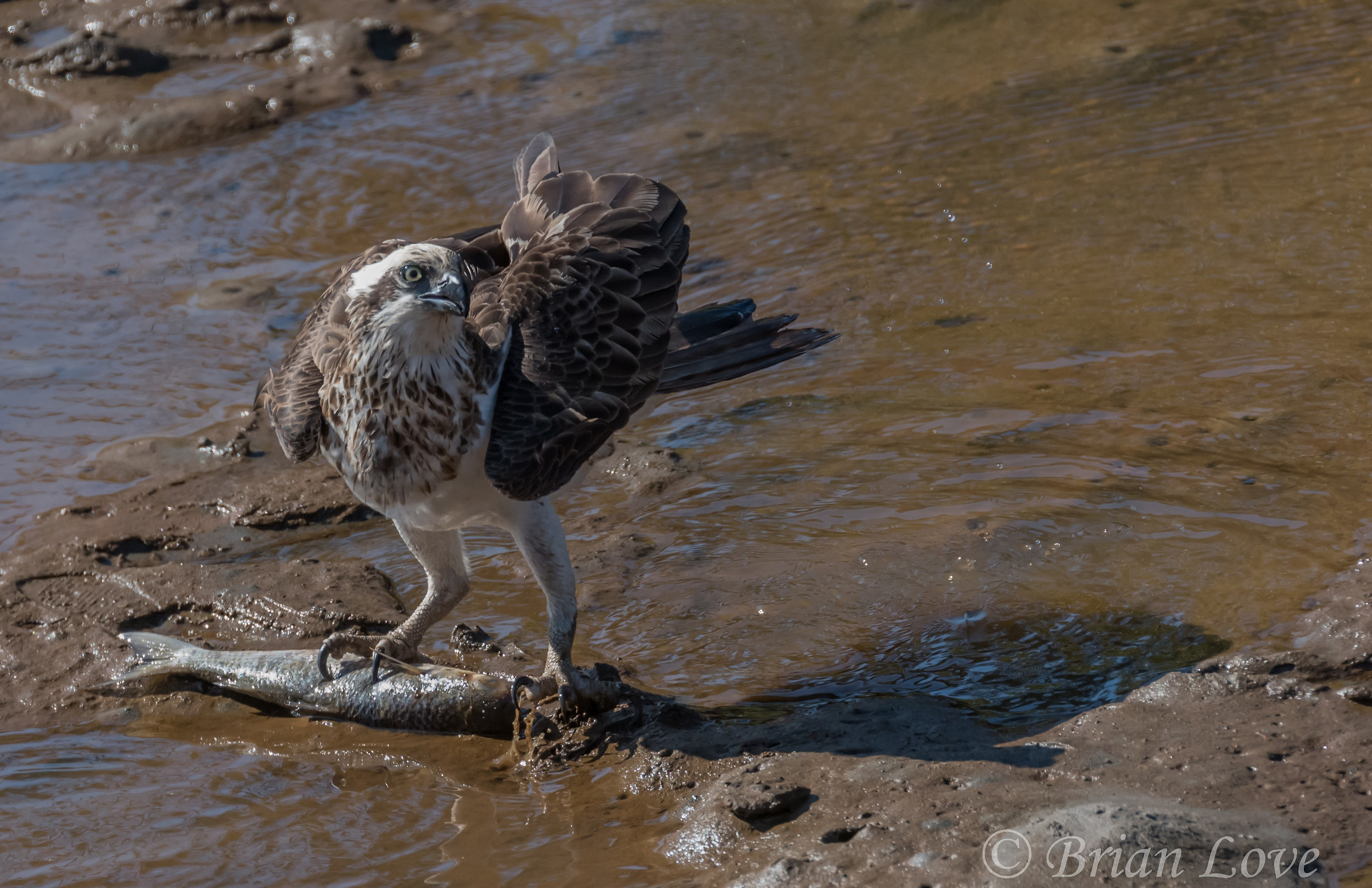 The One That Didn't Get Away