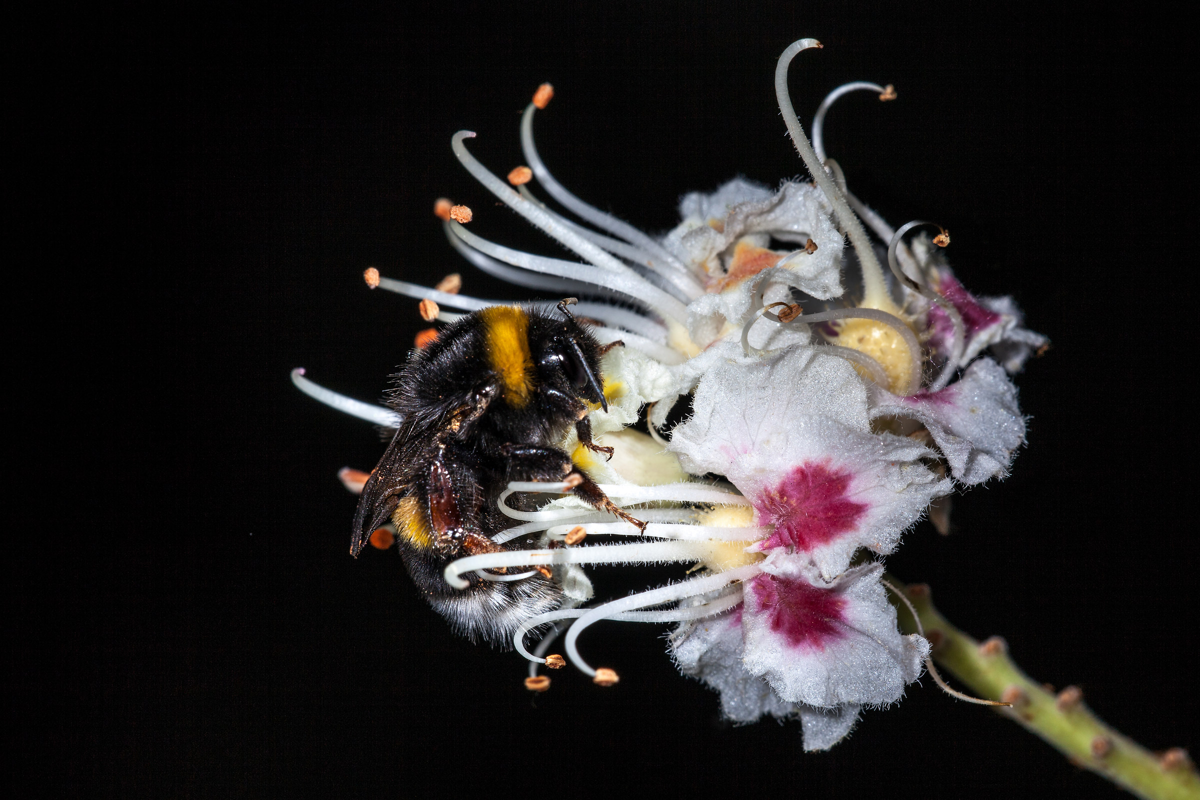 The Flight of the Bumblebee