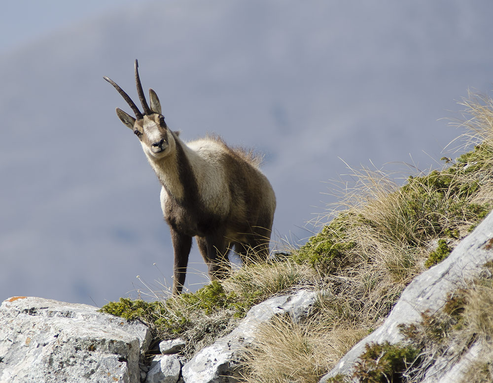 camoscio sul gran sasso