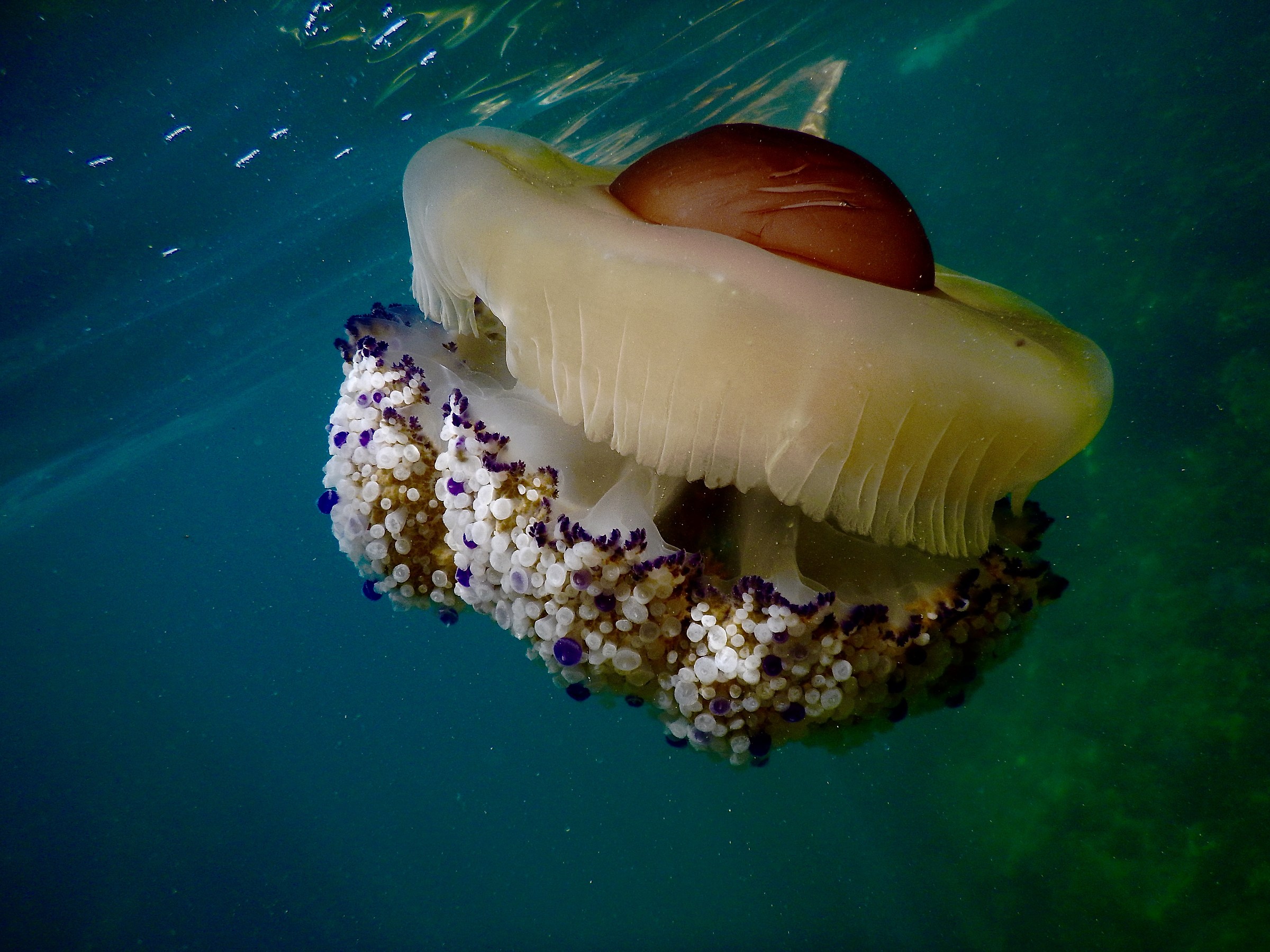 Cotylorhiza tubercolata