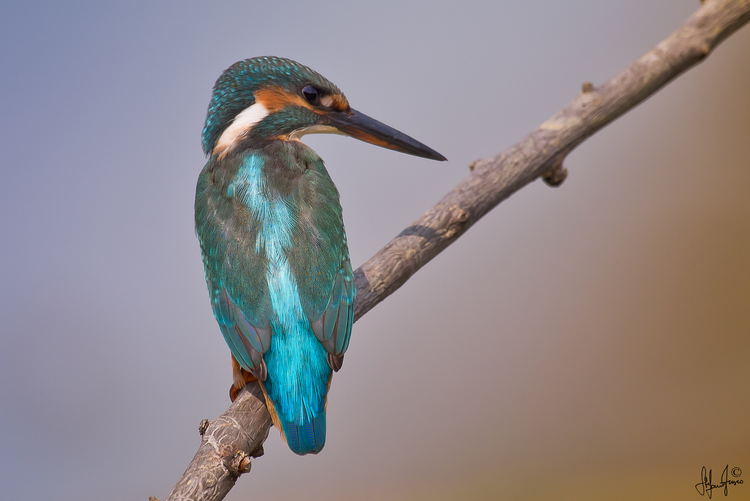 Martin pescatore-9886