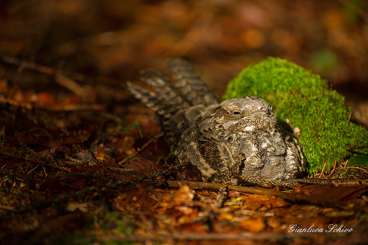 nightjar