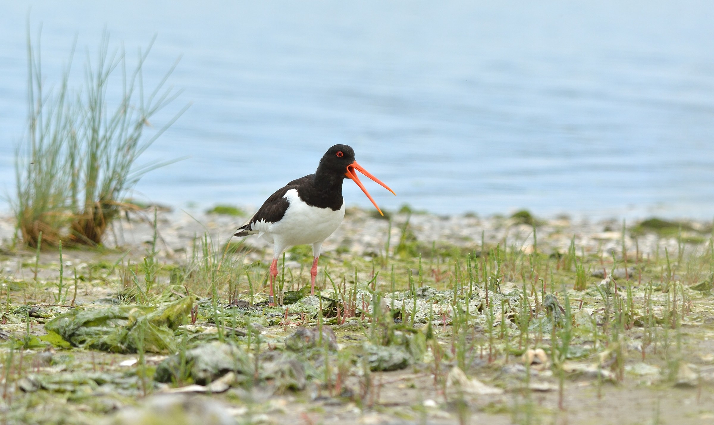 Oystercatcher ...