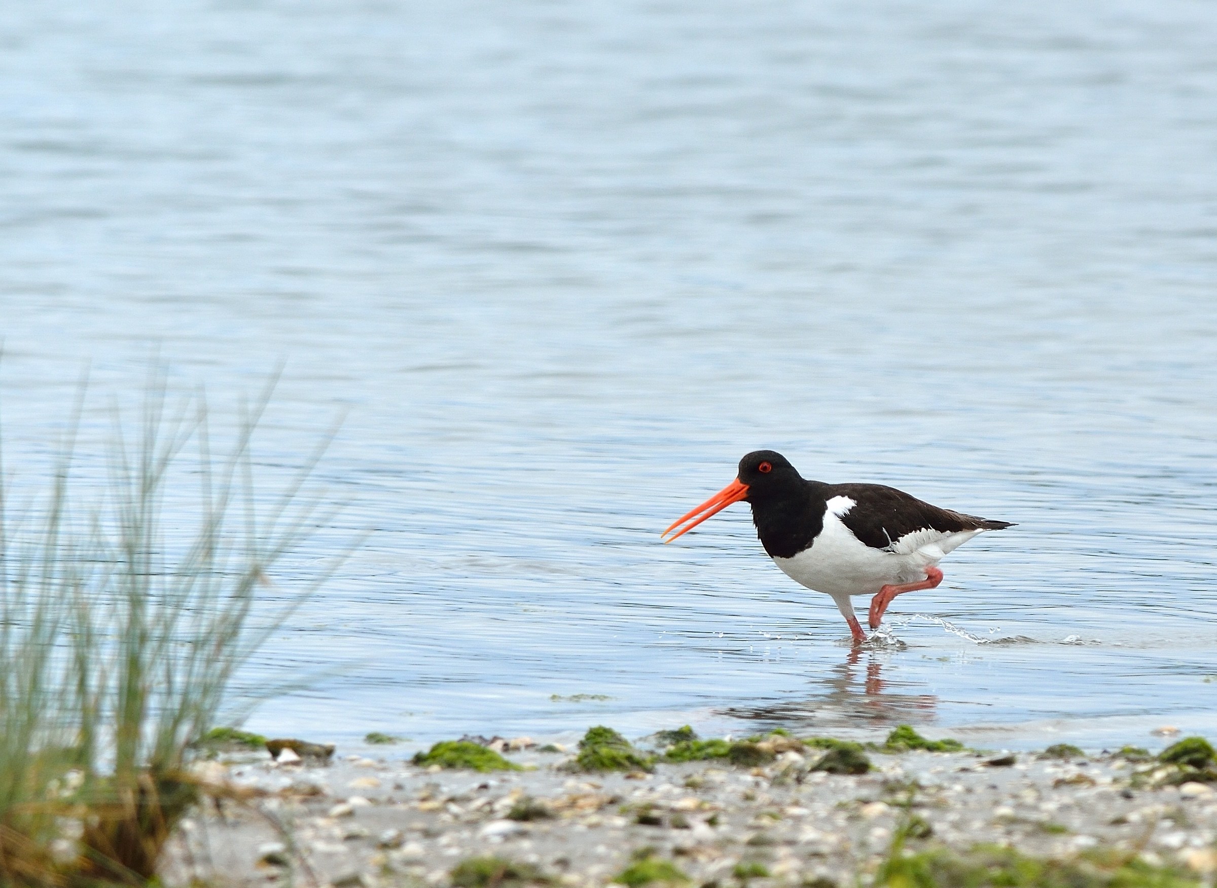 Oystercatchers ....