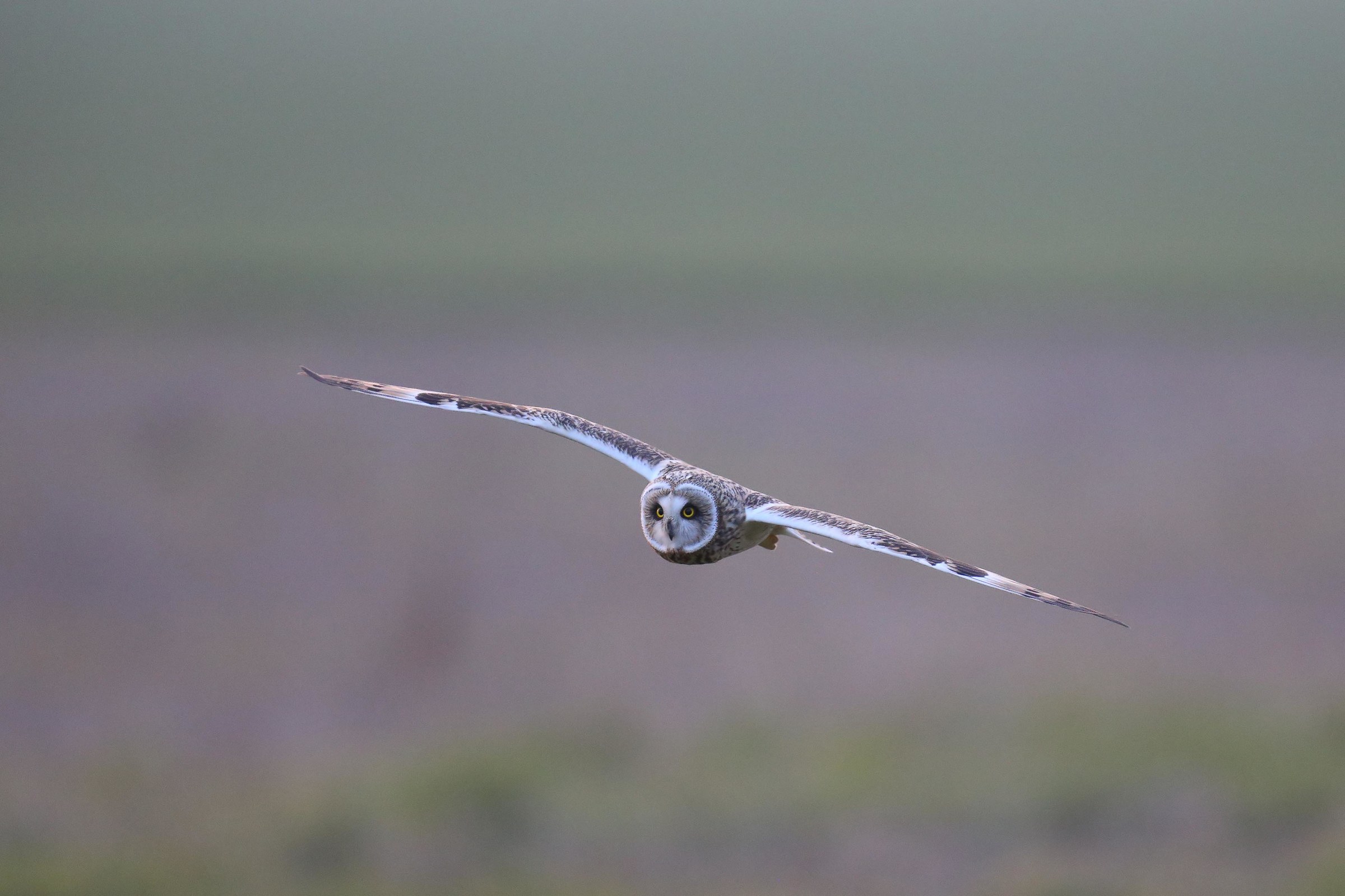 Breve gufo di palude