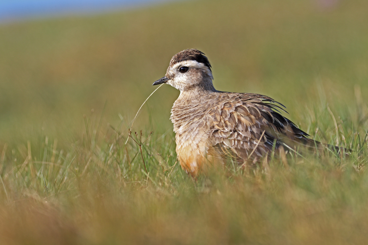 dotterel