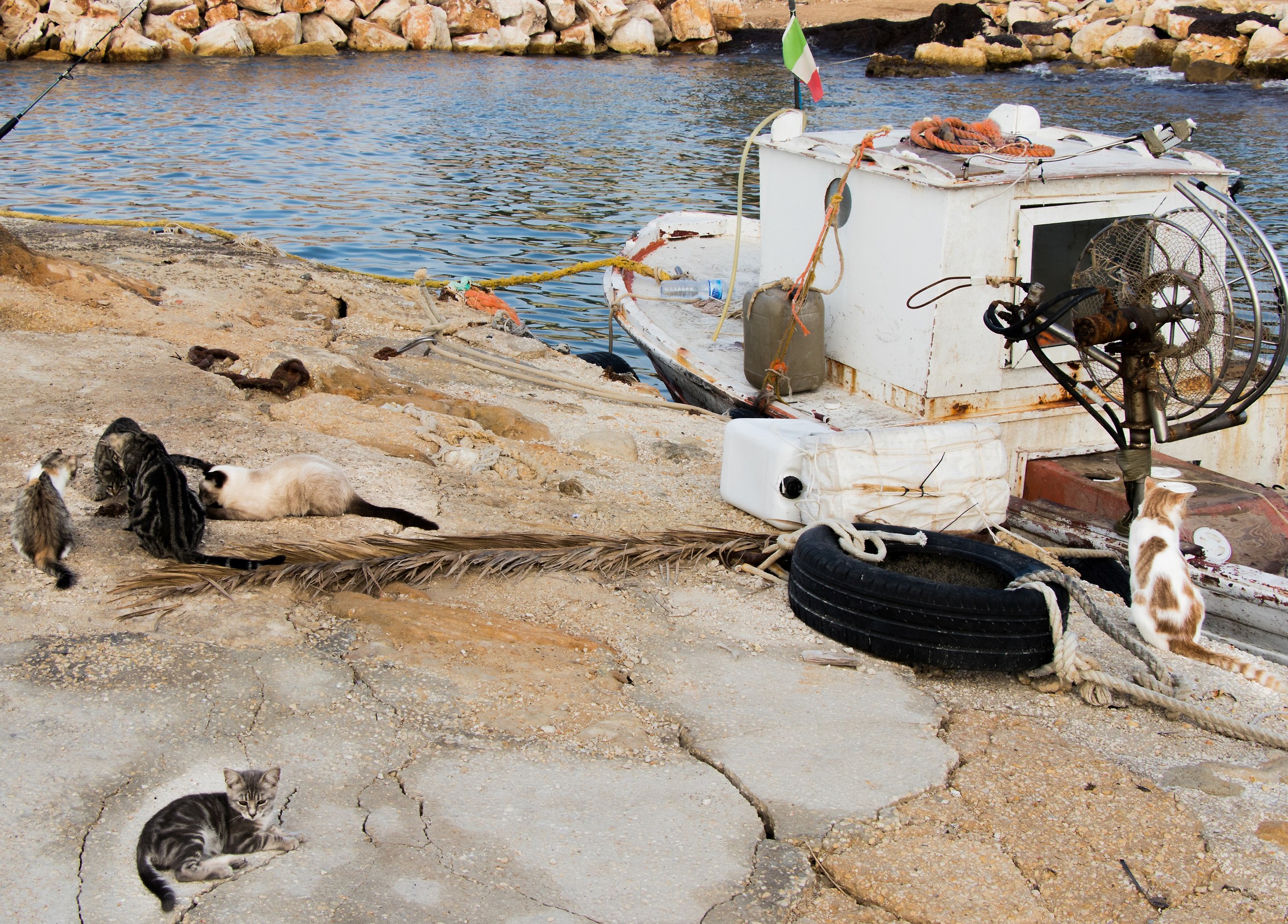 We play with the crab ...