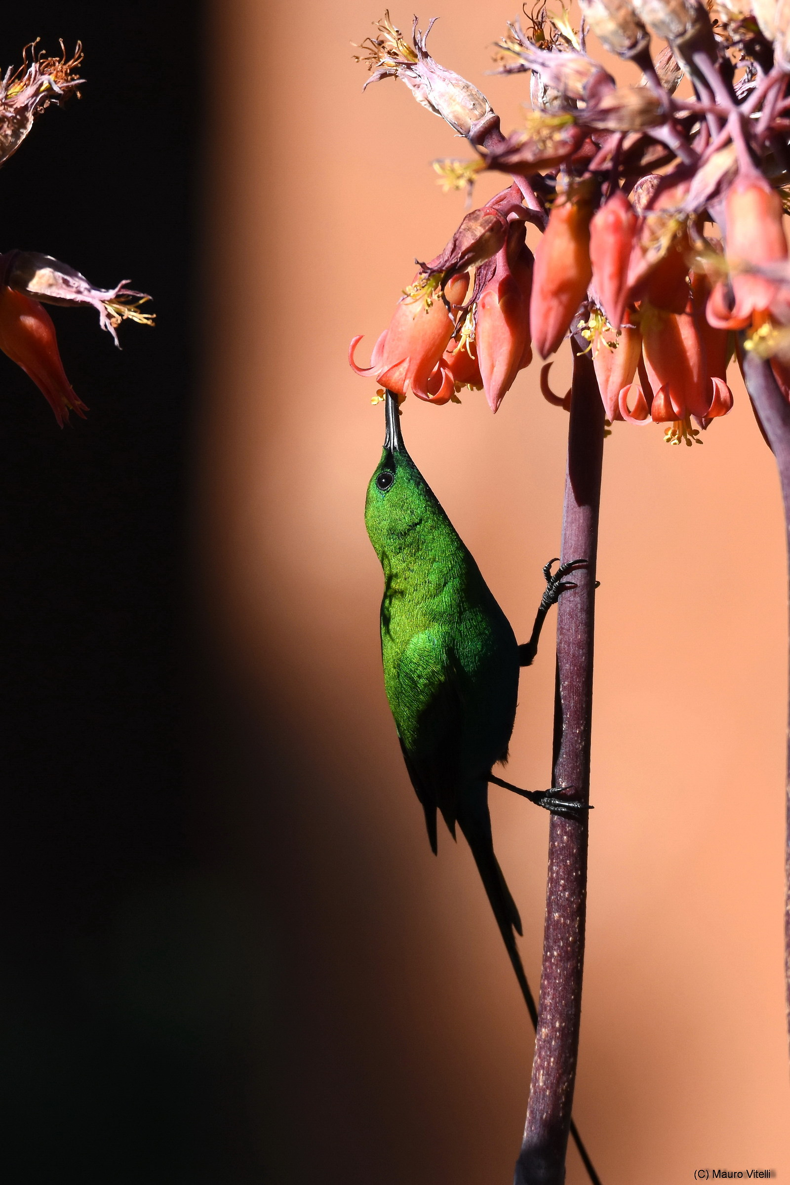 Malachite Sunbird (famous Nectarina)