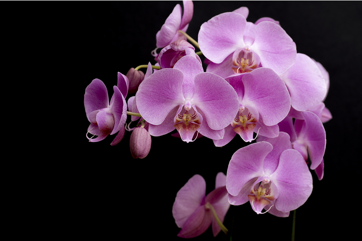 orchidea 1