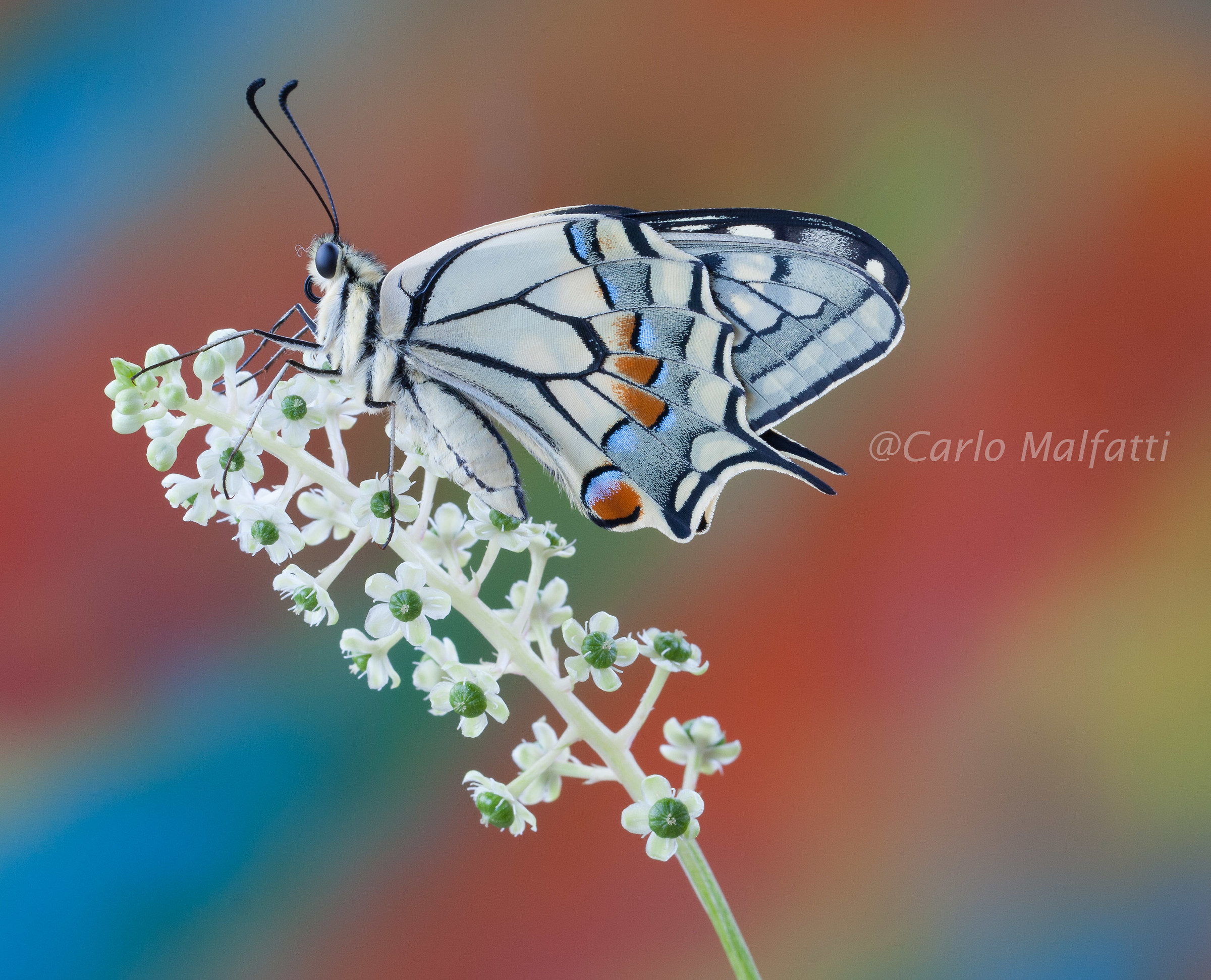 Il Re è Bello sempre........ Anche nato ieri....