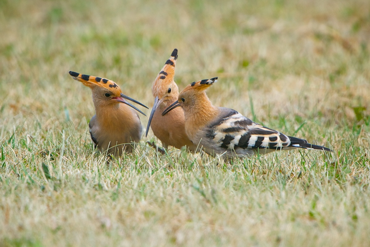 Hoopoe