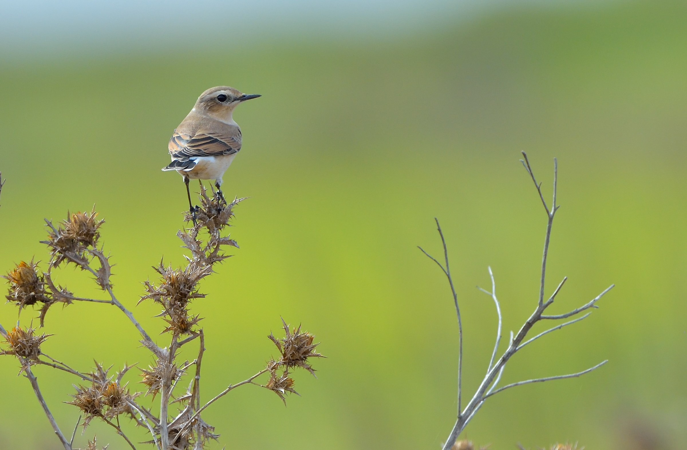 wheatear