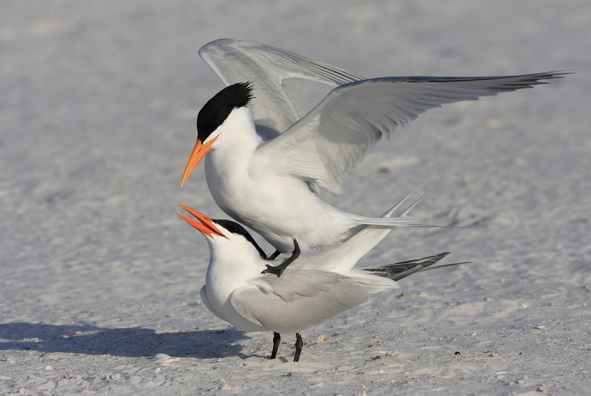 Royal Terns