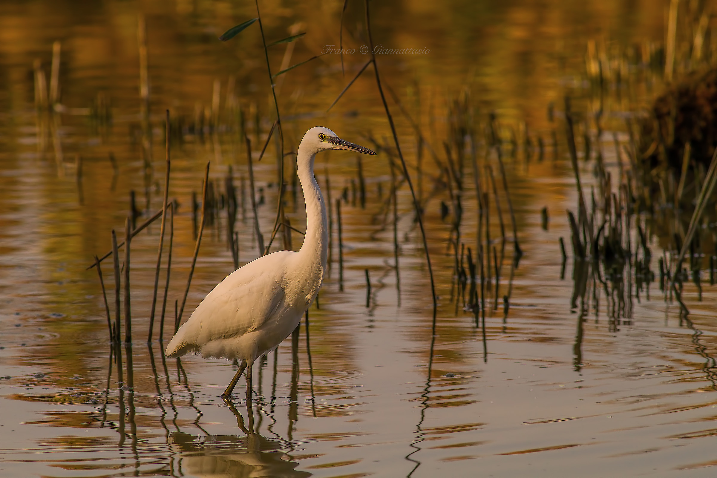 Egret.