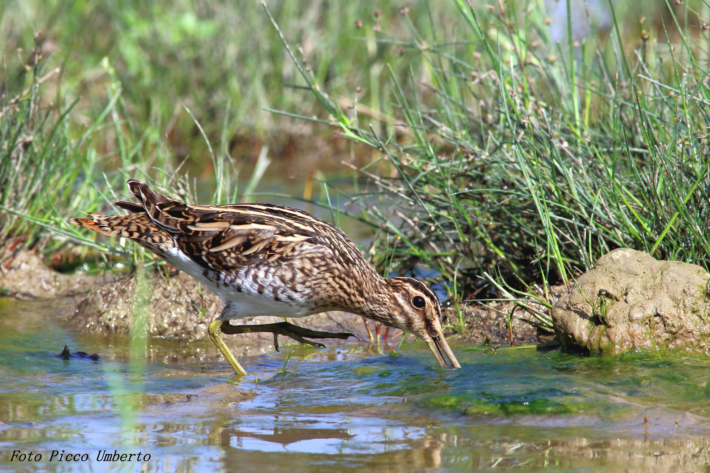 beccaccino in pastura