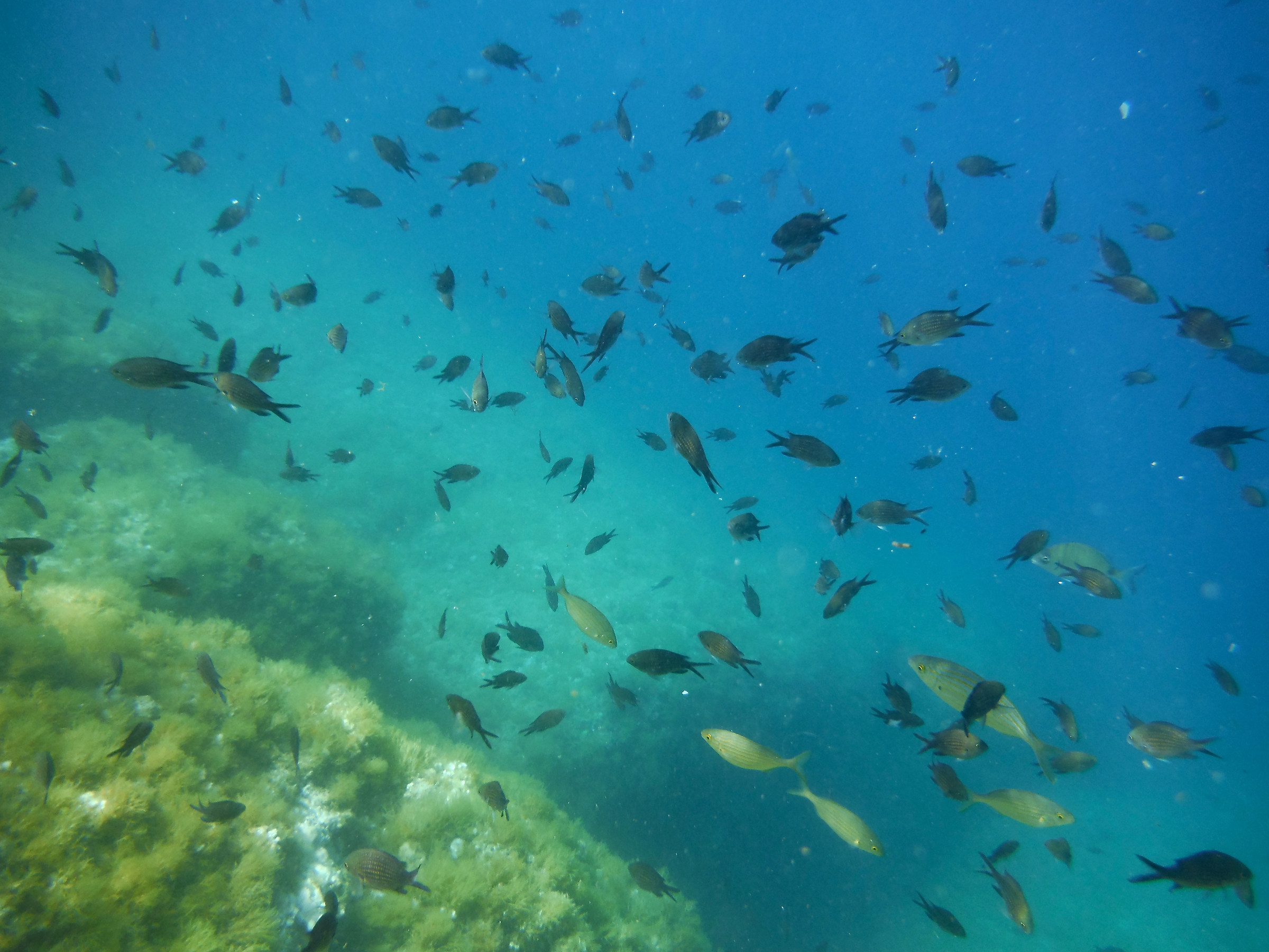 The depths of Punta Chiappa