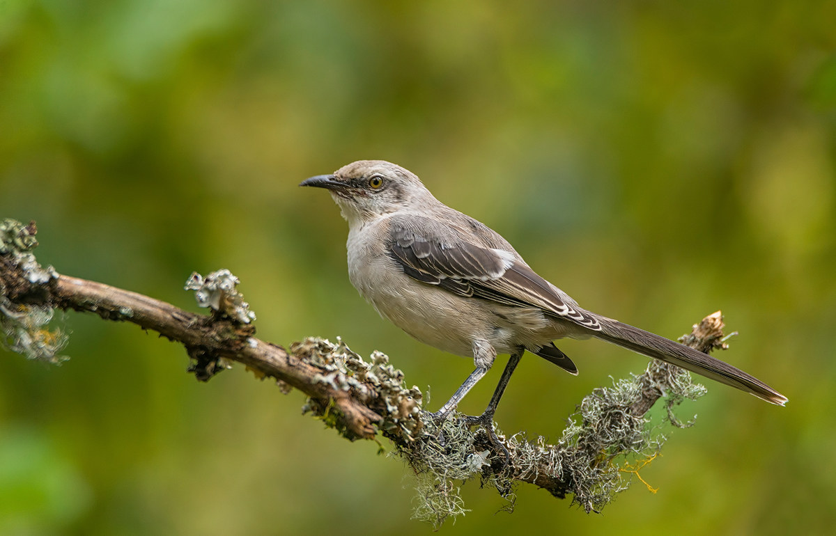 Paraulata llanera (Mimus gilvus)