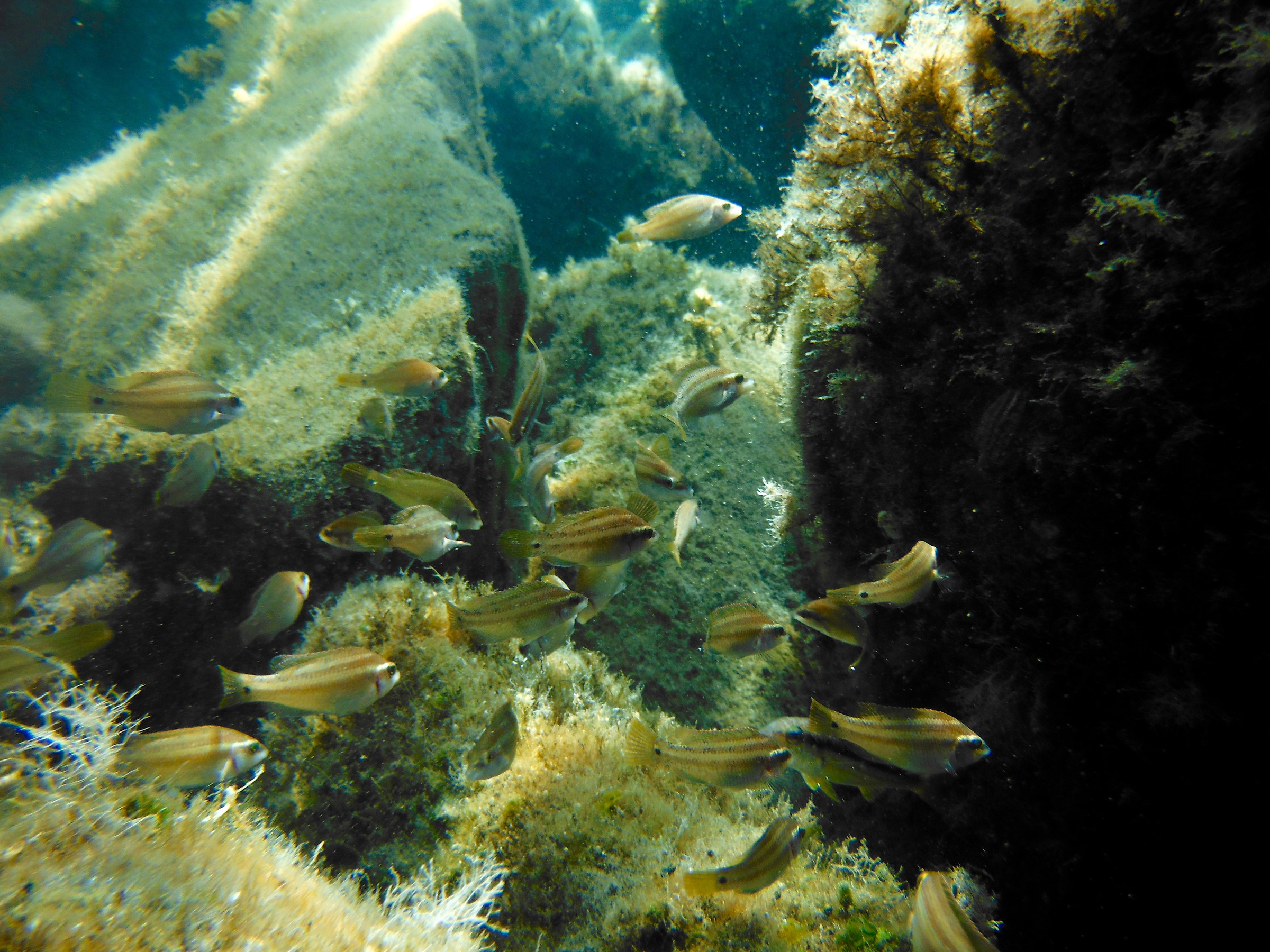 Sarpe in San Giorgio