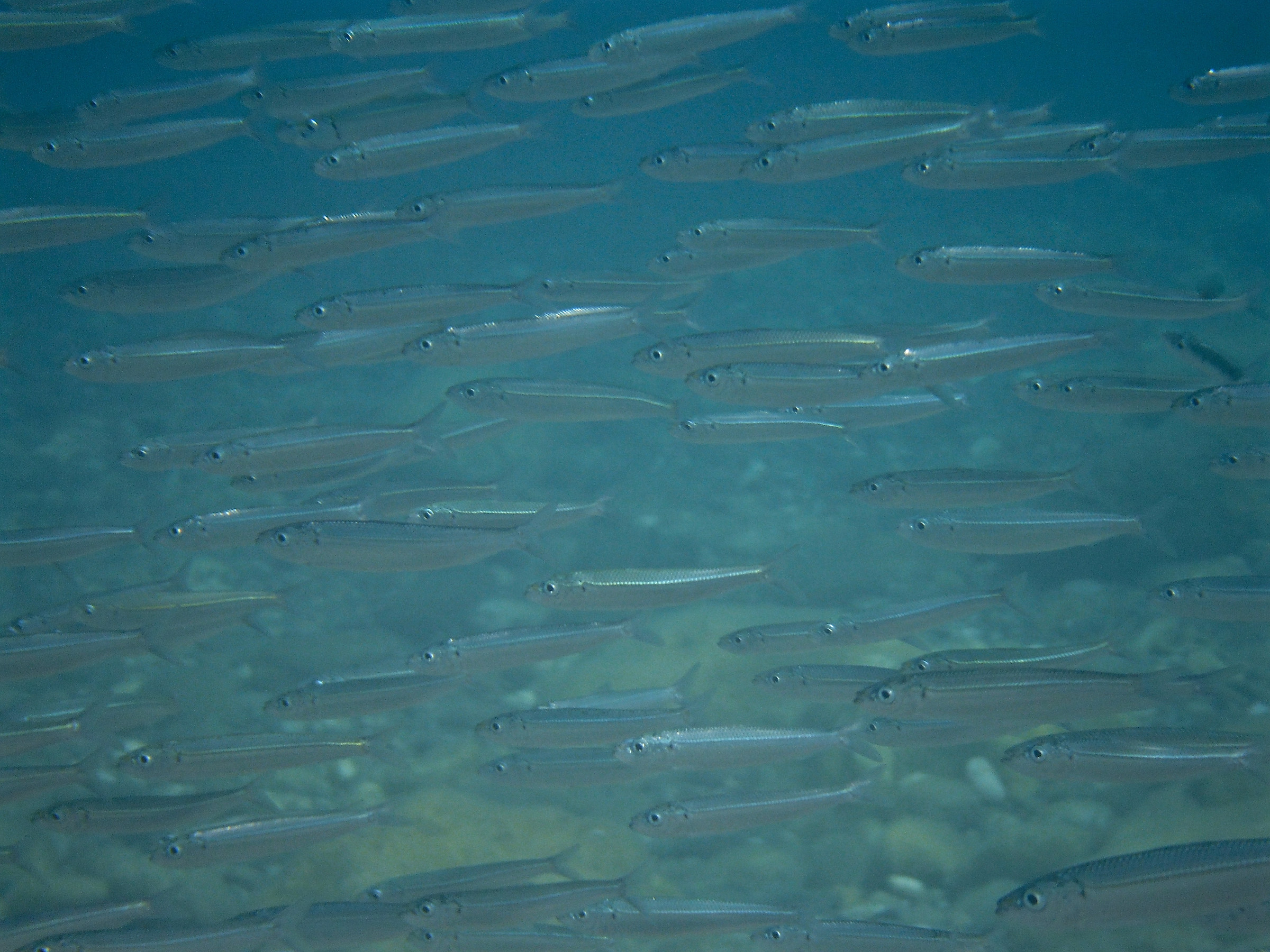 Benches in San Giorgio