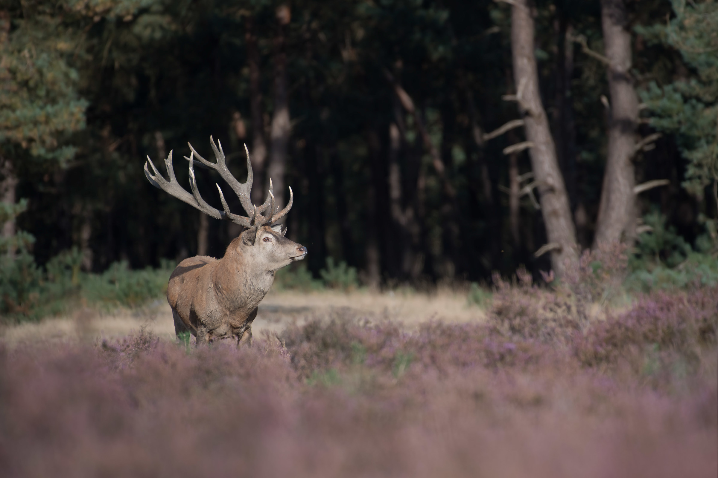 maschio alfa, tranquillo