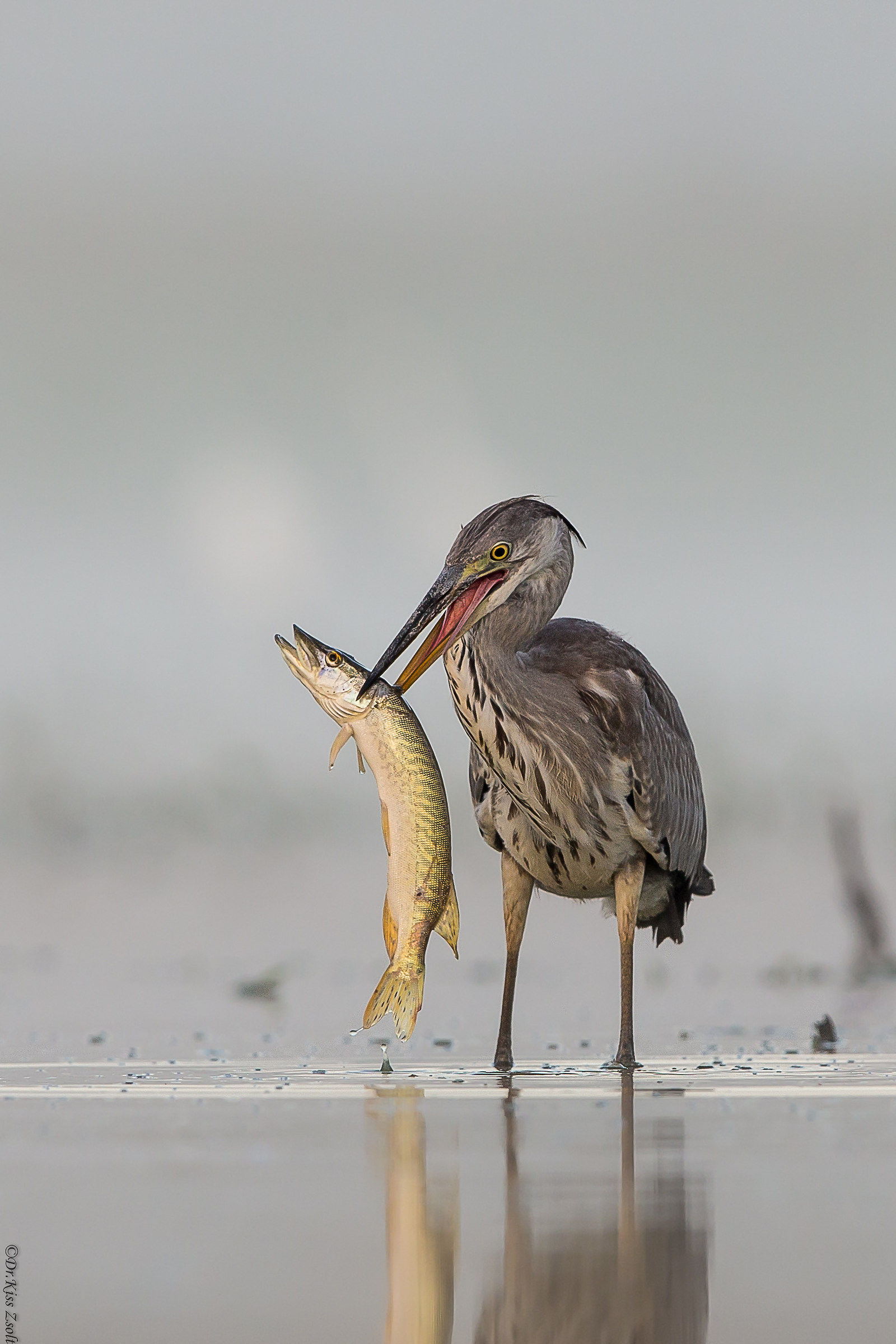 Heron cattura di un luccio