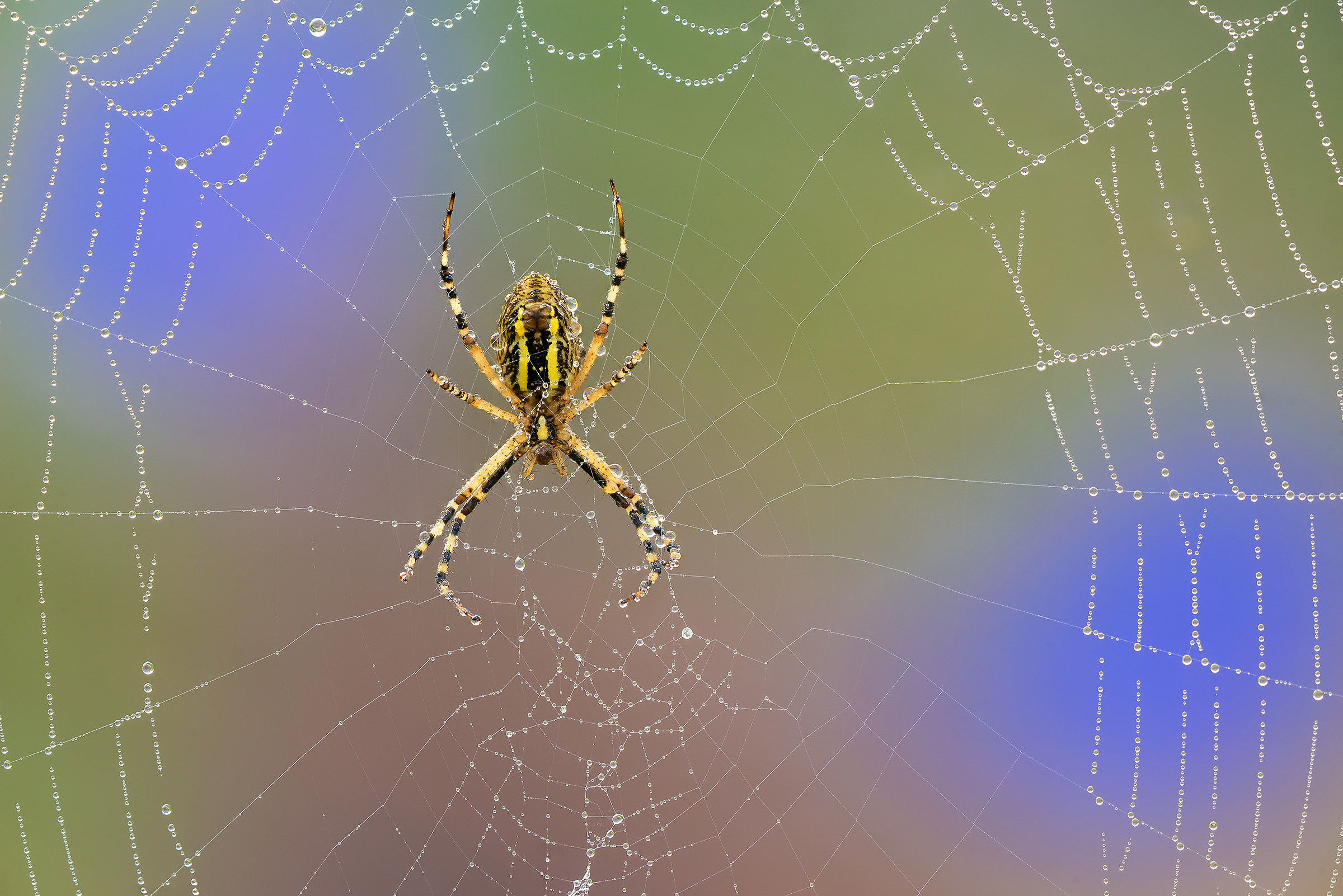 Hypnosis Argiope