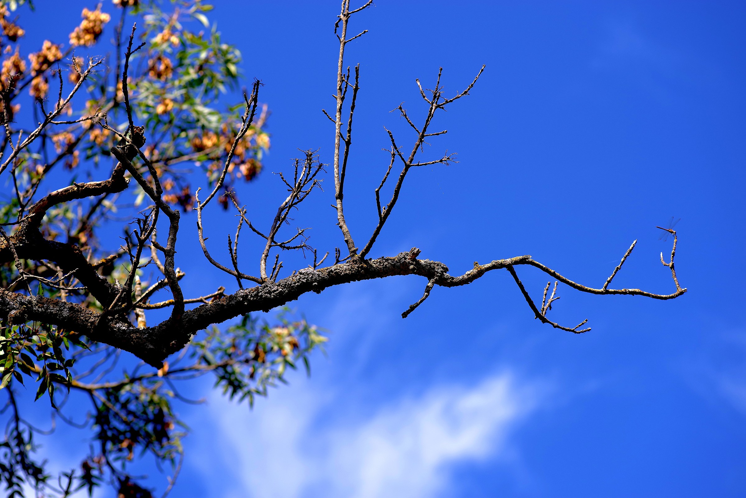 toward the sky -Bosco of Ficuzza - Palermo