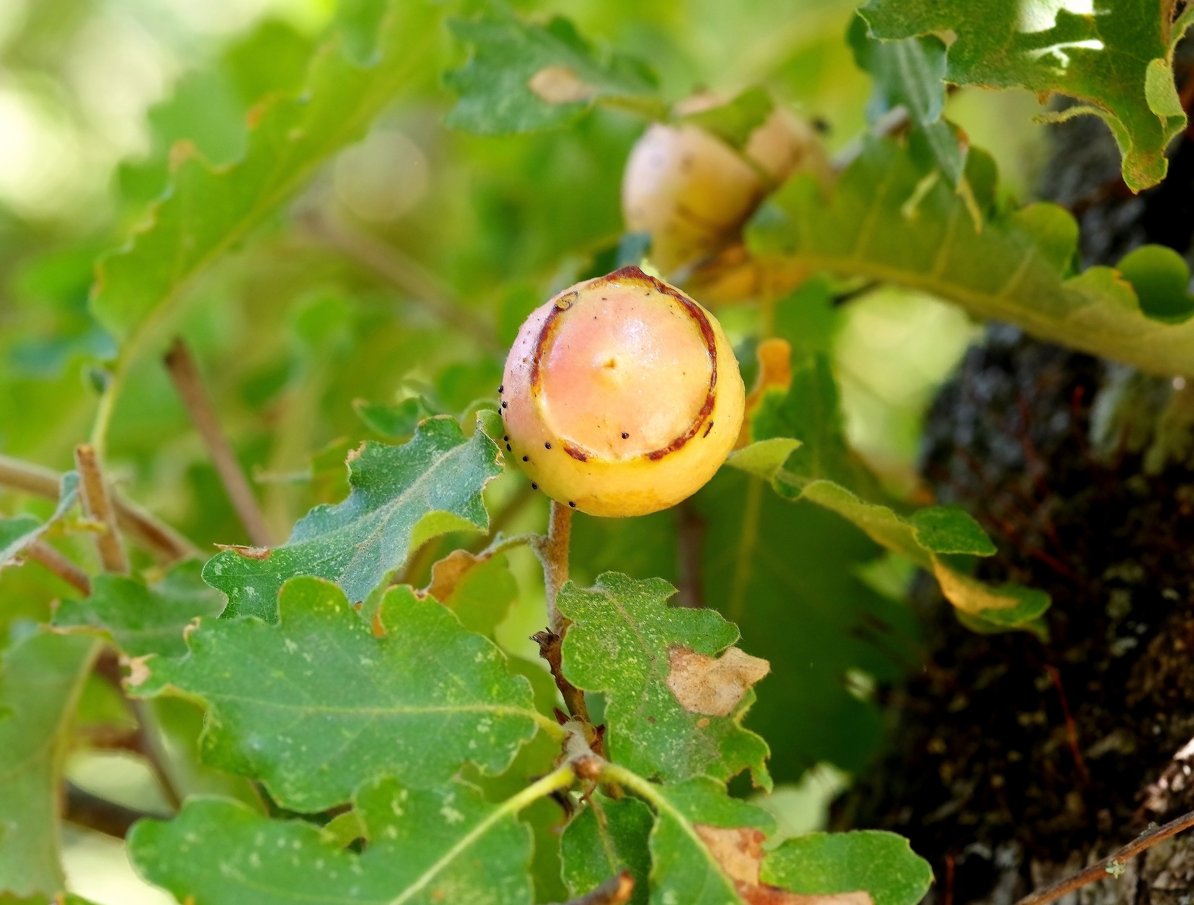 The Acorn "white" - Bosco della Ficuzza - Palermo