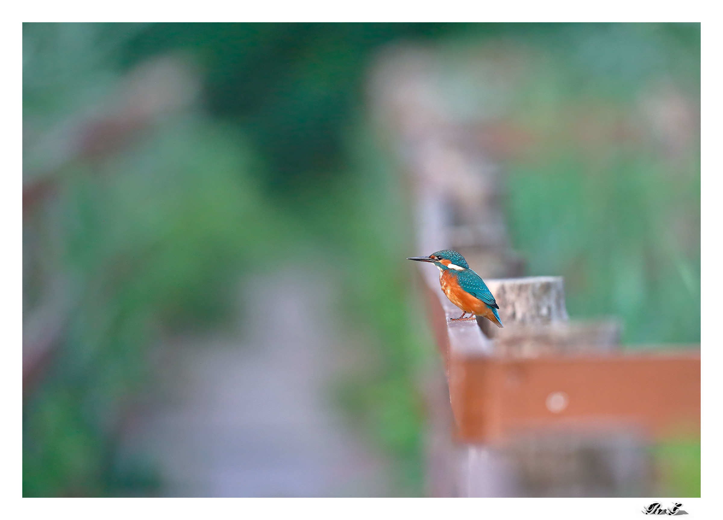 Caccia fotogafica: colpito