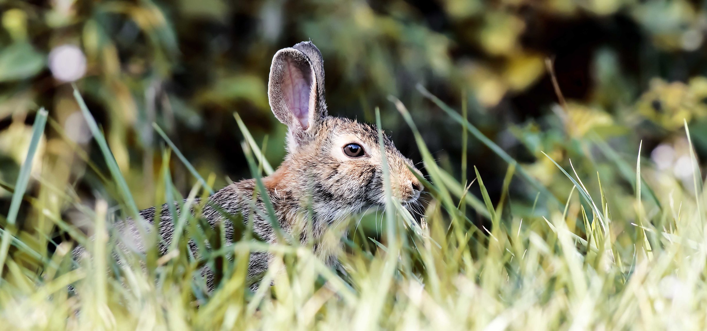 Mini hare